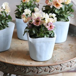 ビオラ　アイクルール　冬から春のお花　　丈夫で育てやすい　寄せ植えにオススメ　