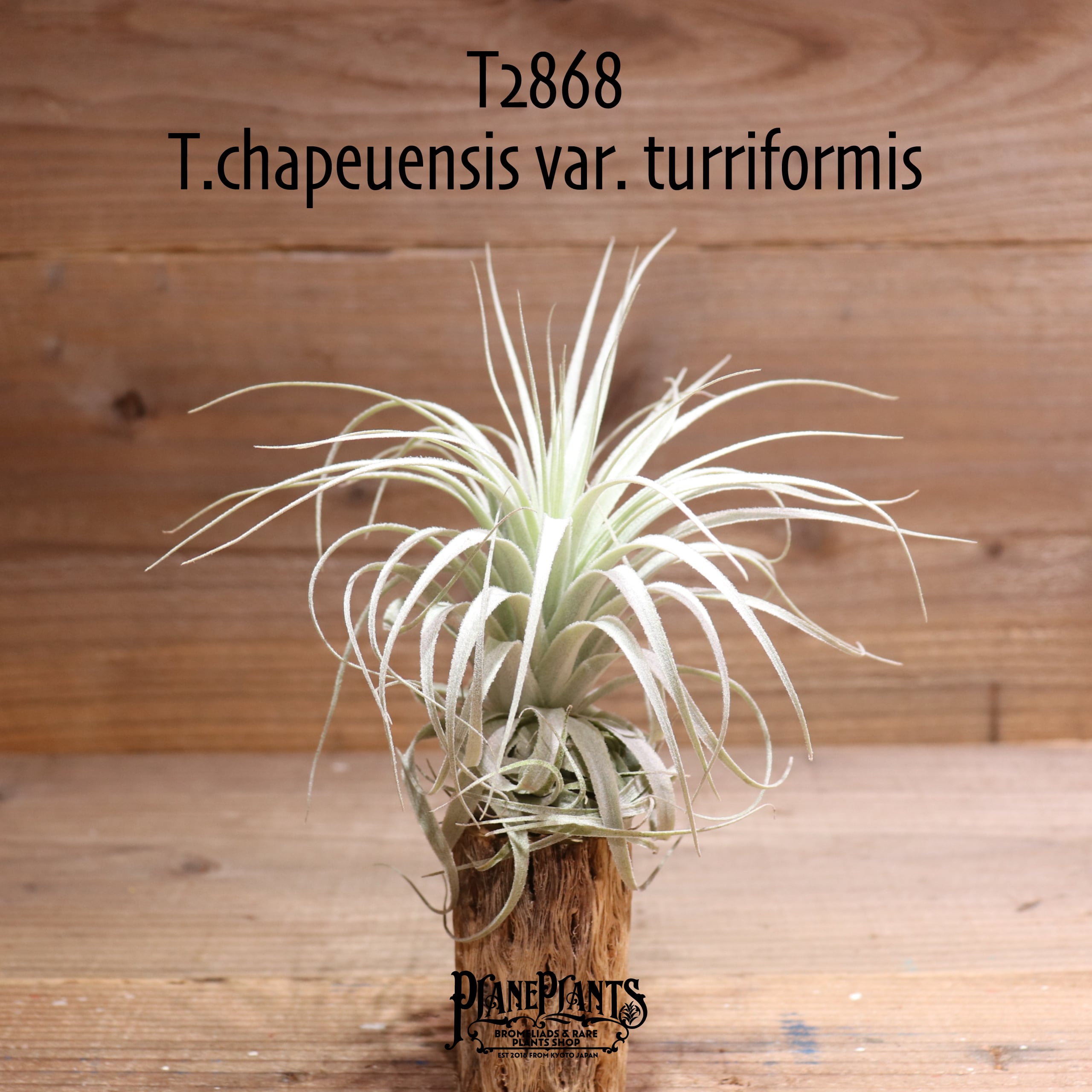 【送料無料】chapeuensis var. turriformis〔エアプランツ〕現品発送T2868 | plane plants powered  by BASE