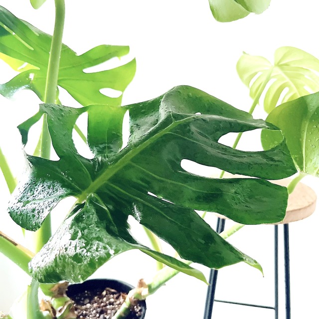 モンステラ ボリュームあり 大葉 観葉植物 calm cafe