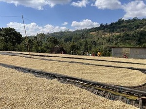 Ethiopia　Sidamo  Bona Zuria Sedaka  Washed　100ｇ