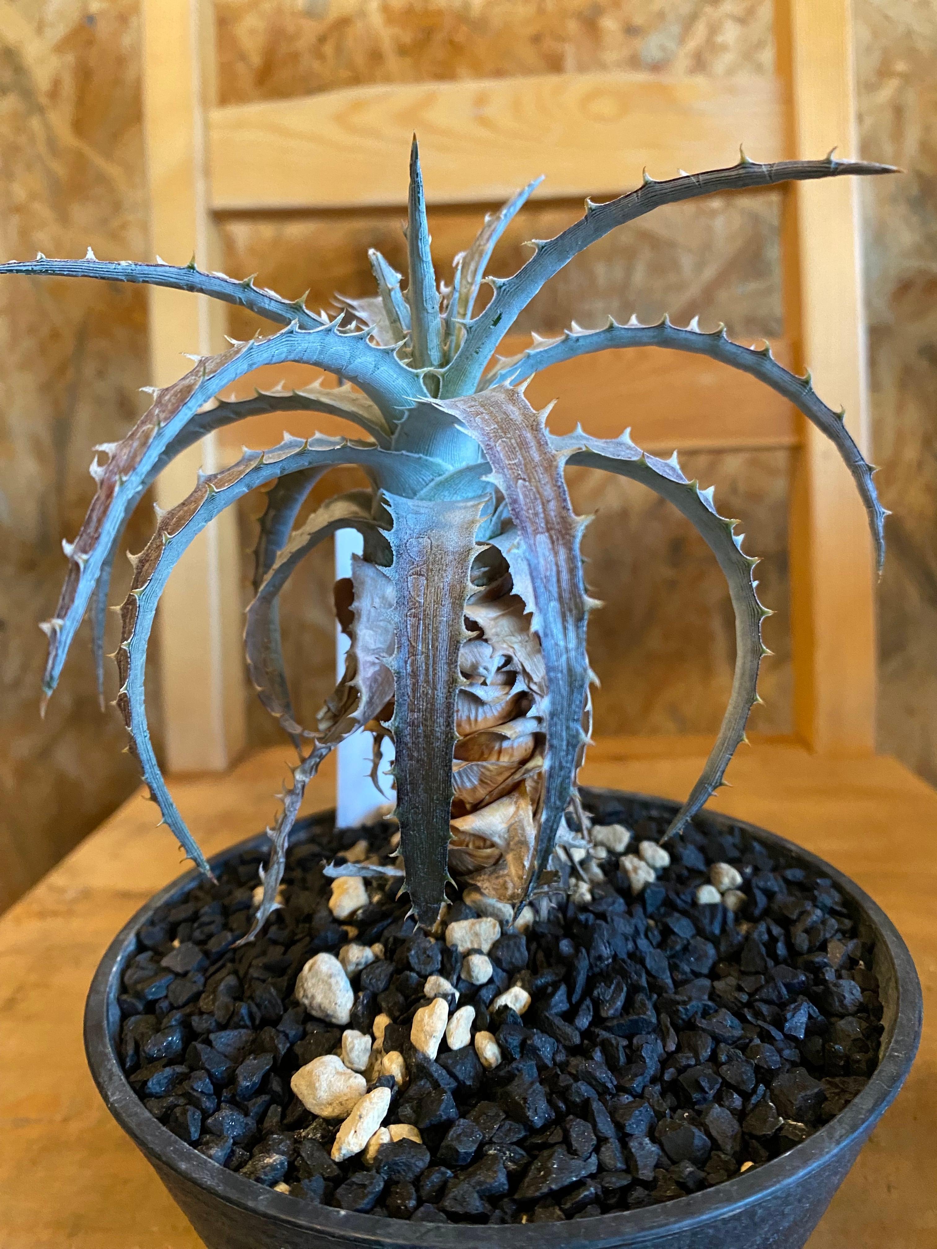 ディッキア ゴエリンギー レッド Dyckia goeringii red H25cm W15cm