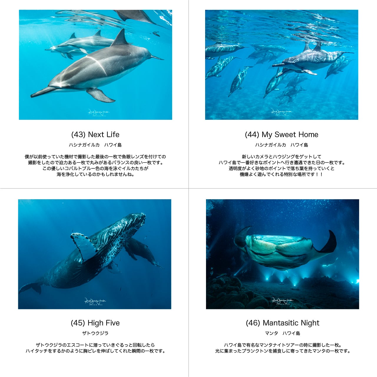 イルカページ DOLPHIN EYES 写真パネル A3サイズ相当 イルカ・クジラ・ウミガメ
