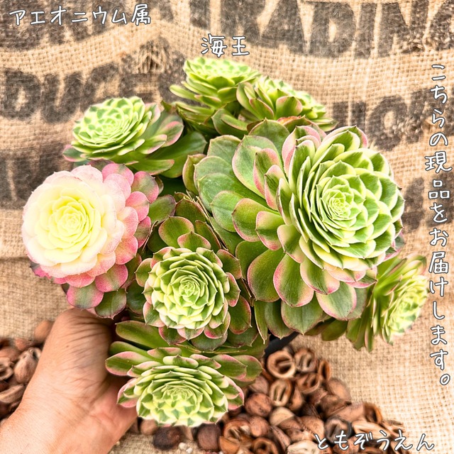 アエオニウム | TOMOZOUEN