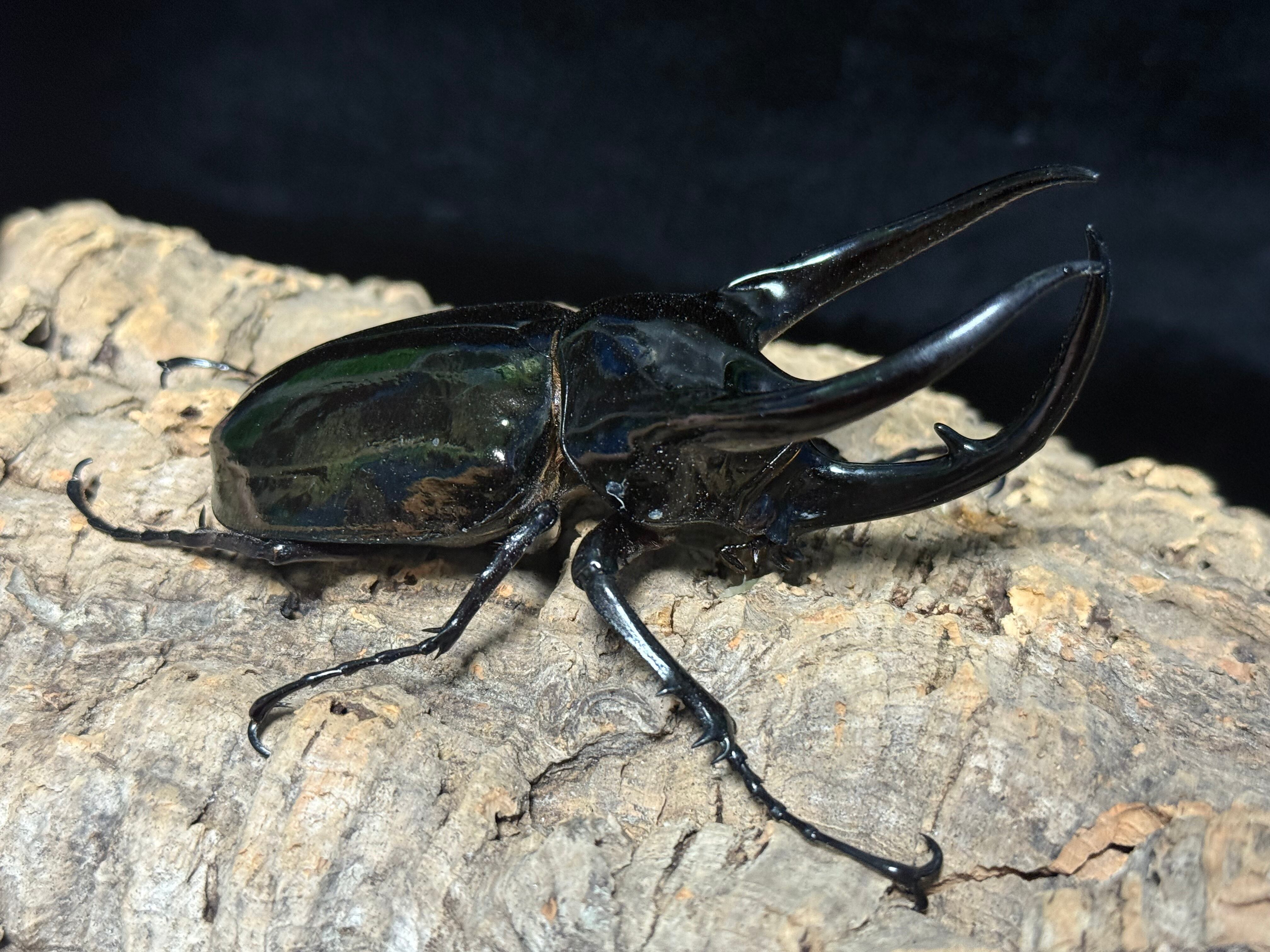 WD タイリクコーカサス ♂108mm ♀55mm ペア | BeetleHouse79