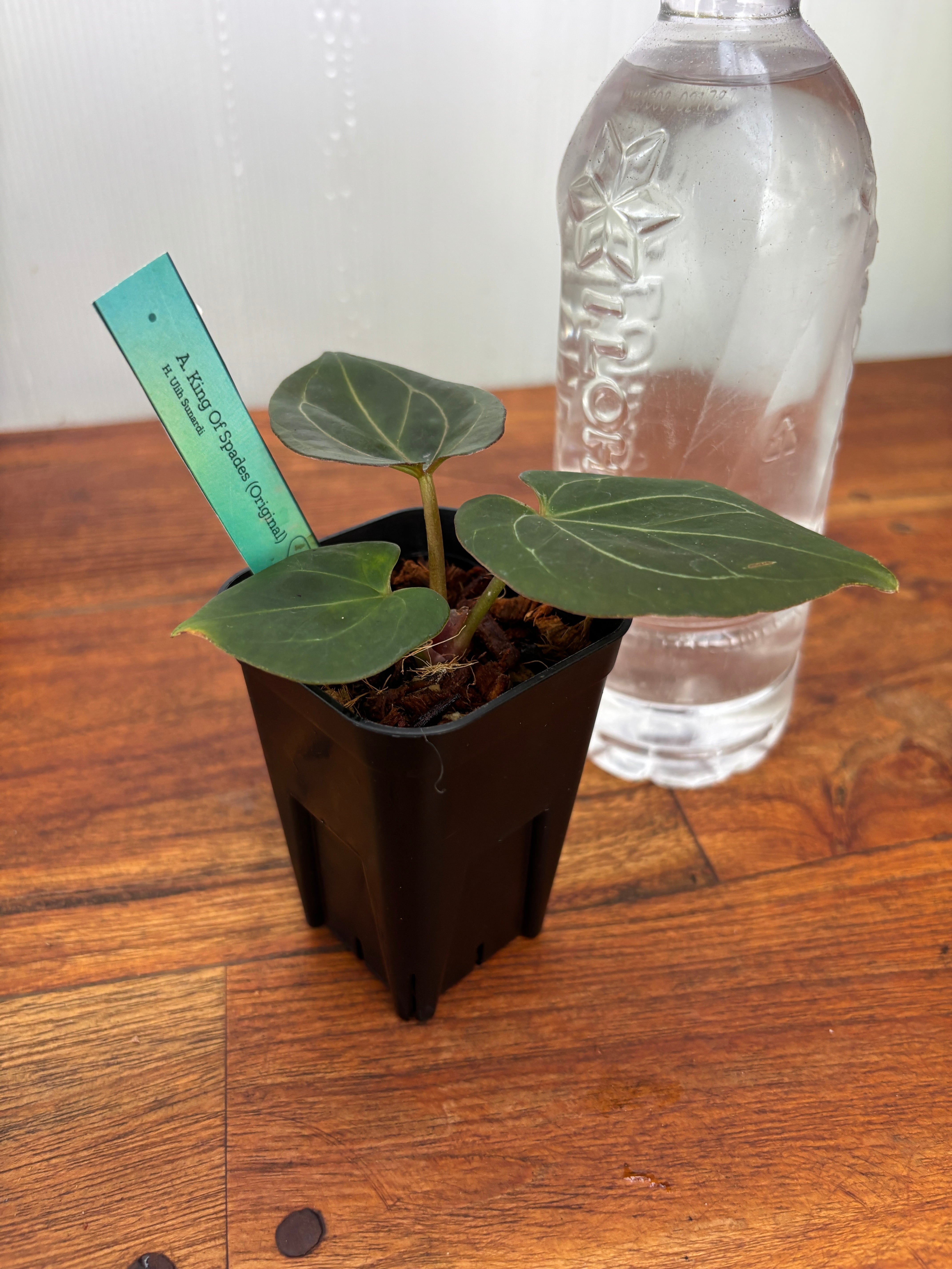 Anthurium | BALI-AN 園芸