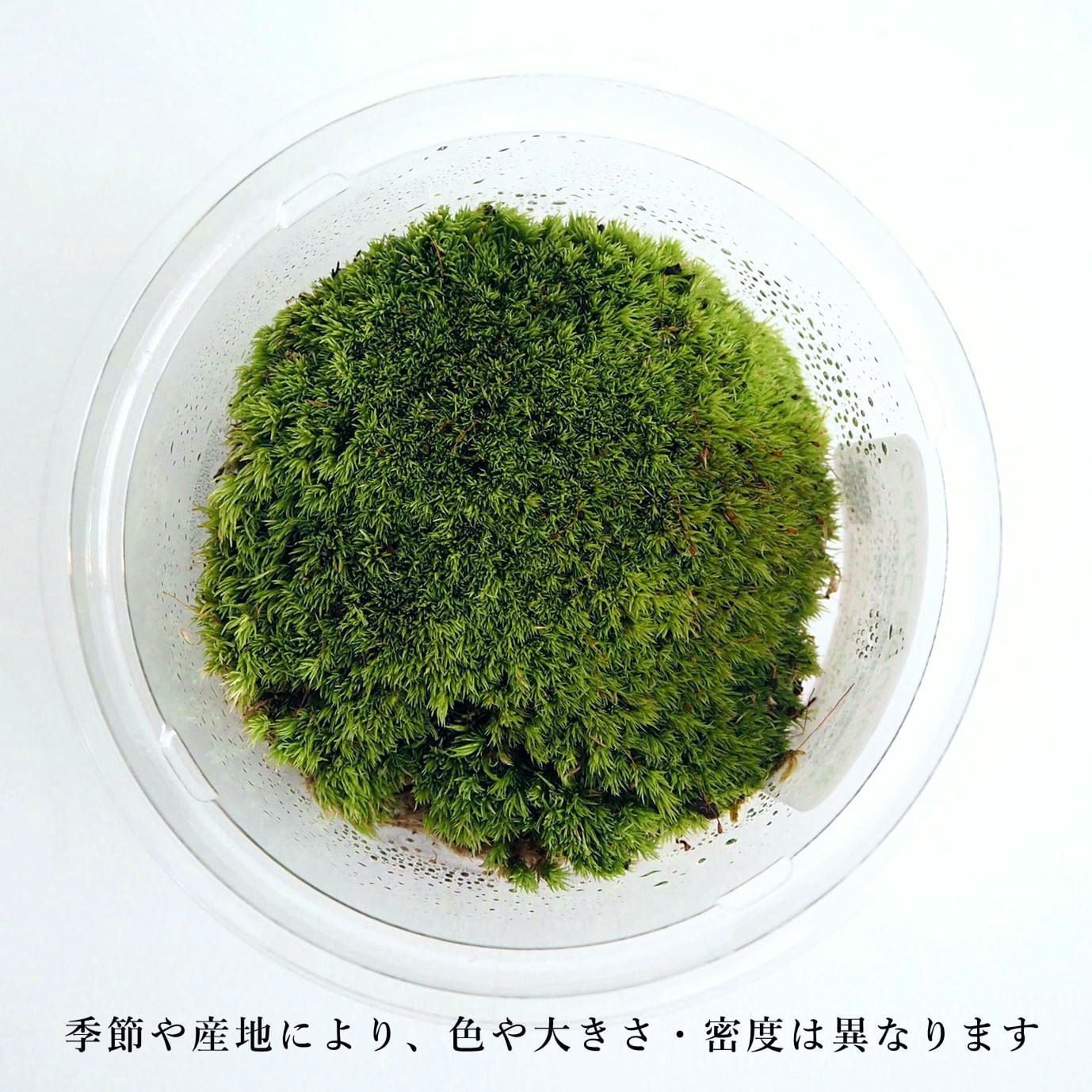 苔テラリウム完成品 苔テラリウム 苔ボトル ホソバオキナゴケ Amazon.co.jp: 苔テラリウム完成品 苔テラリウム 苔ボトル