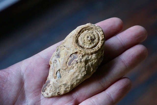 ゴビアゲート Gobi Desert Eye Agate 652