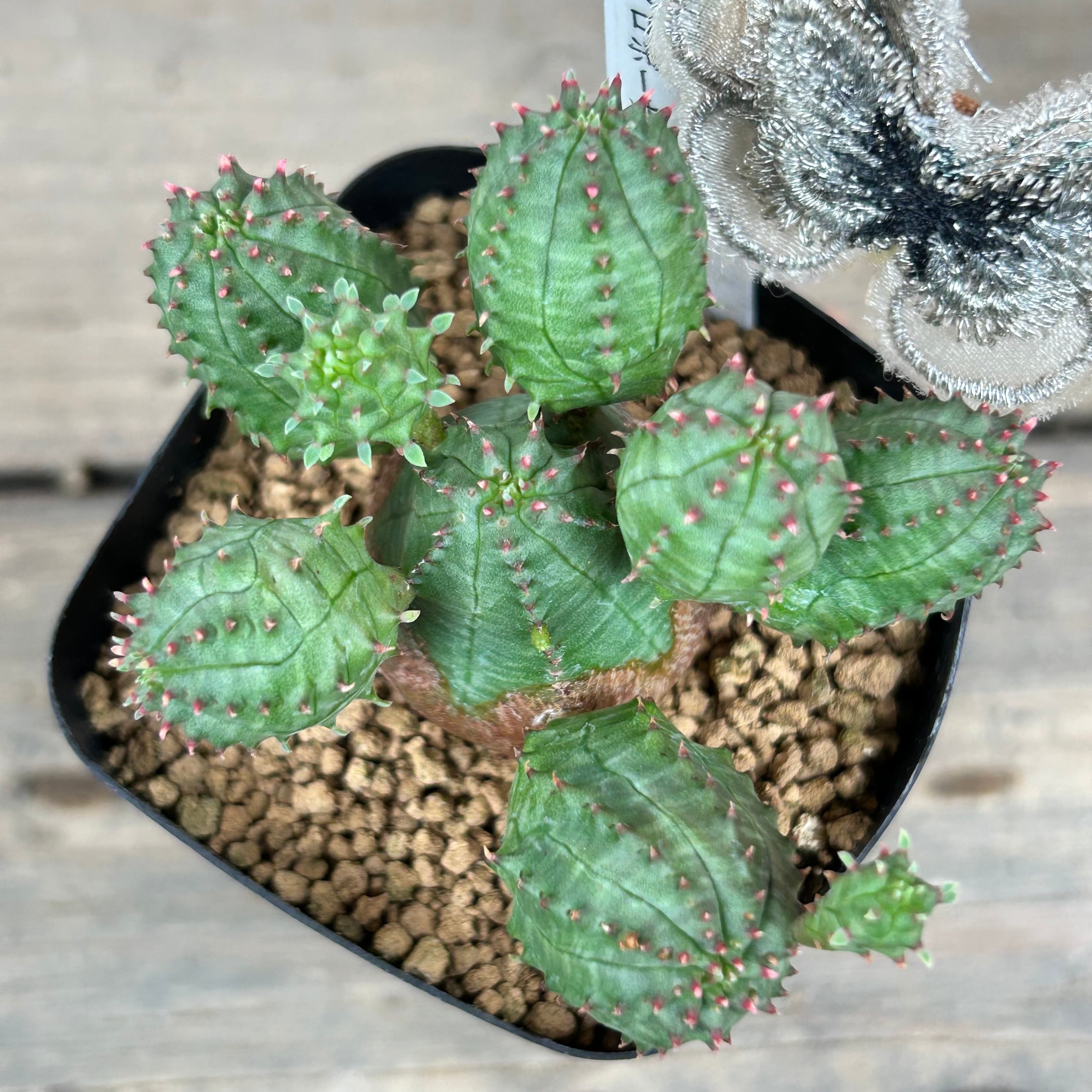 【黄裳丸錦】プセウドロビビア☆多肉植物☆サボテン