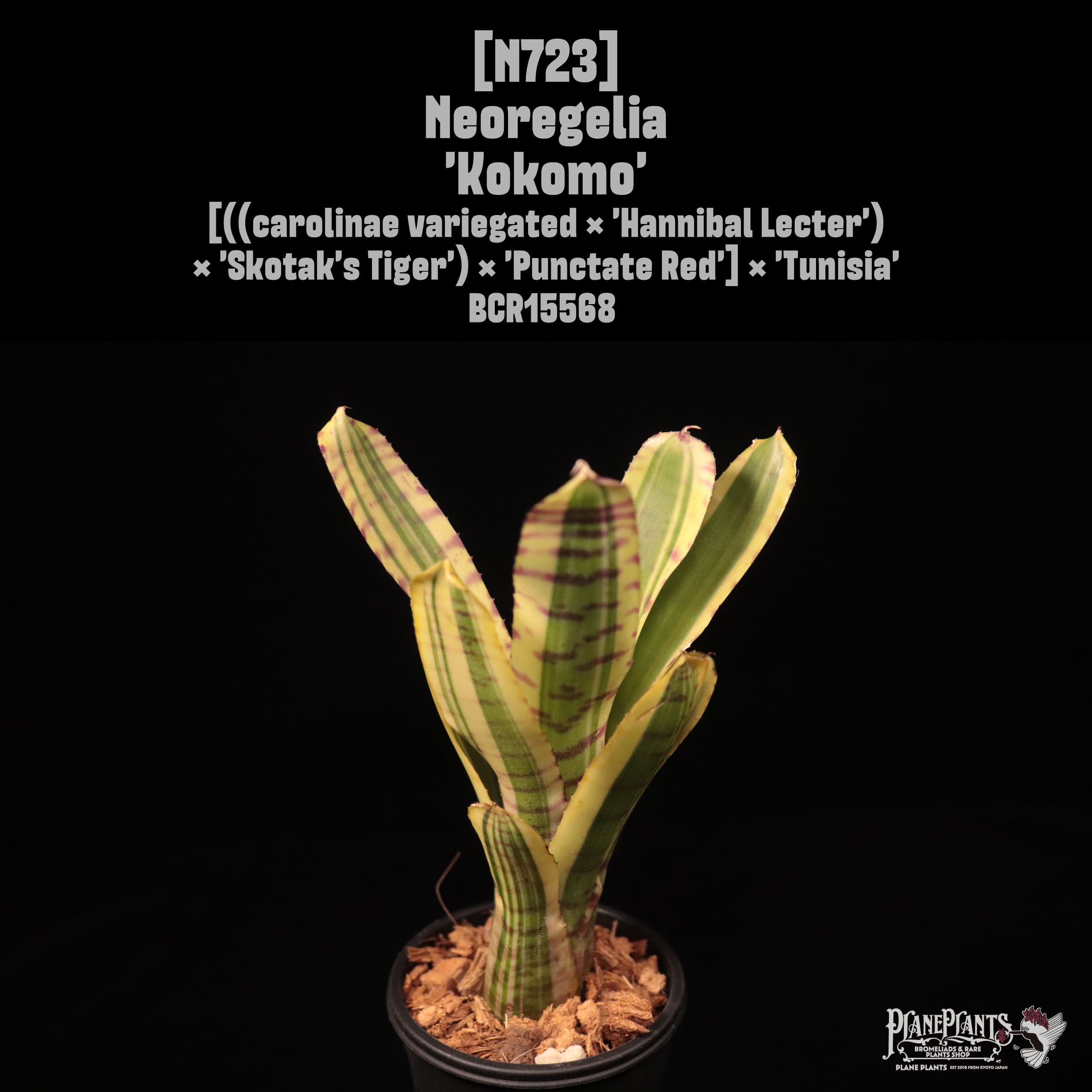 Neoregelia 'Kokomo'〔ネオレゲリア〕N723