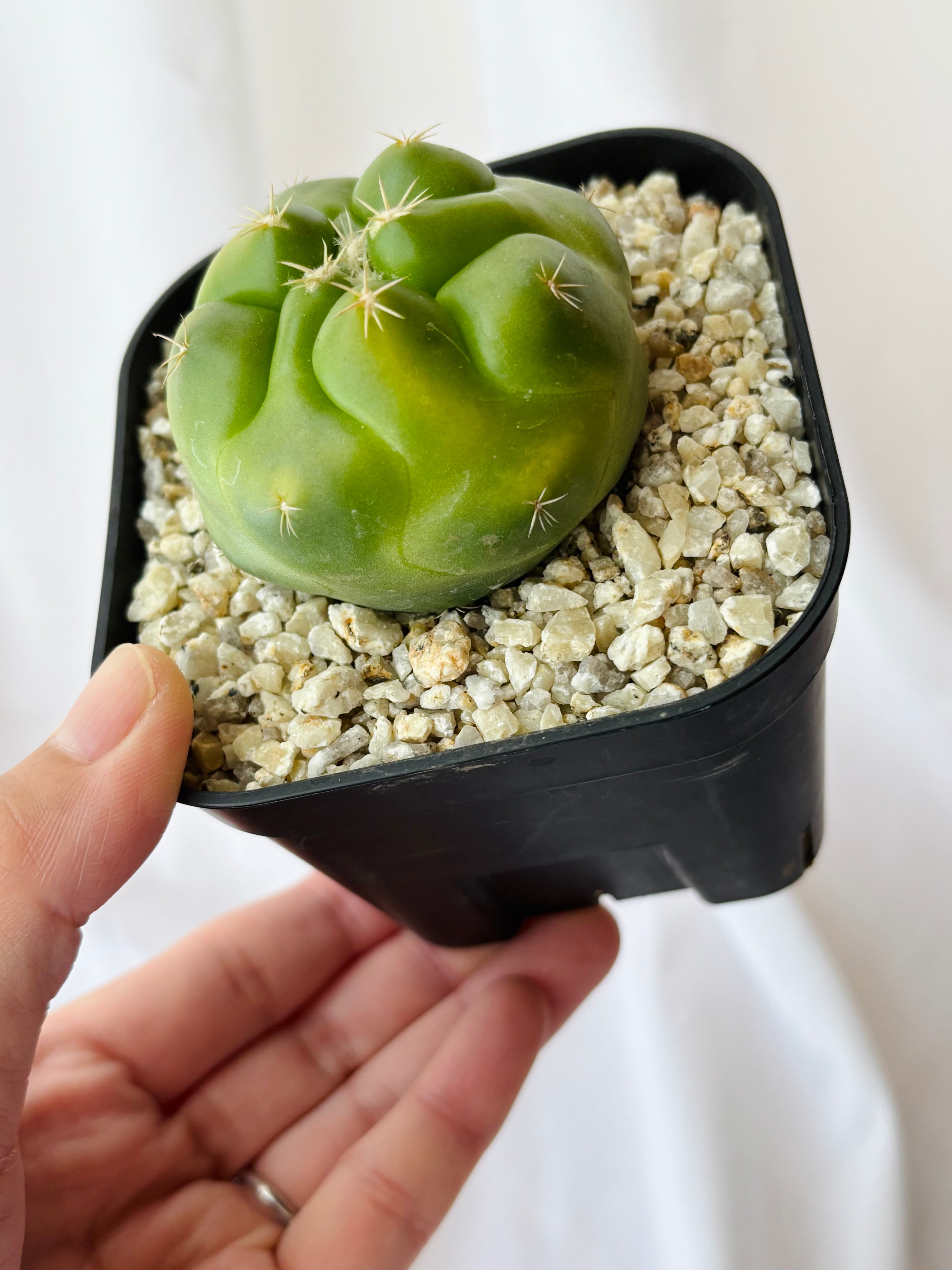 Coryphantha elephantidens コリファンタ 紅葉象牙丸 サボテン