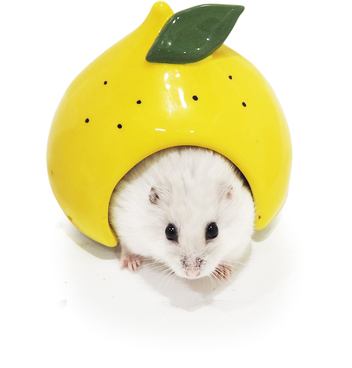 【小動物】　ジャンガリアンのカラフルドーム　レモン/メロン