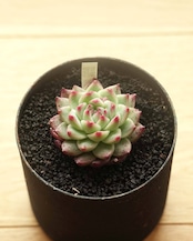 カット苗 白吉吉 バイジ Echeveria 'Bai Jiji'