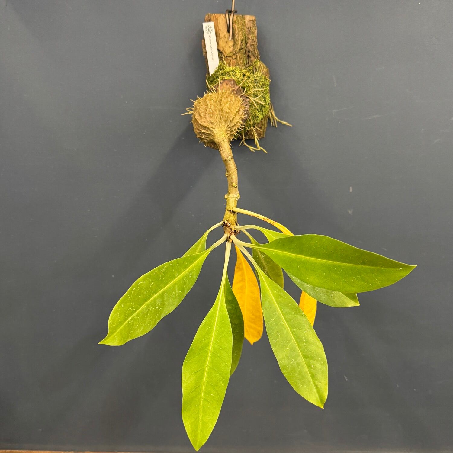 伊藤蟻】Myrmecodia tuberosa【893】 | PROTOLEAF プロトリーフ