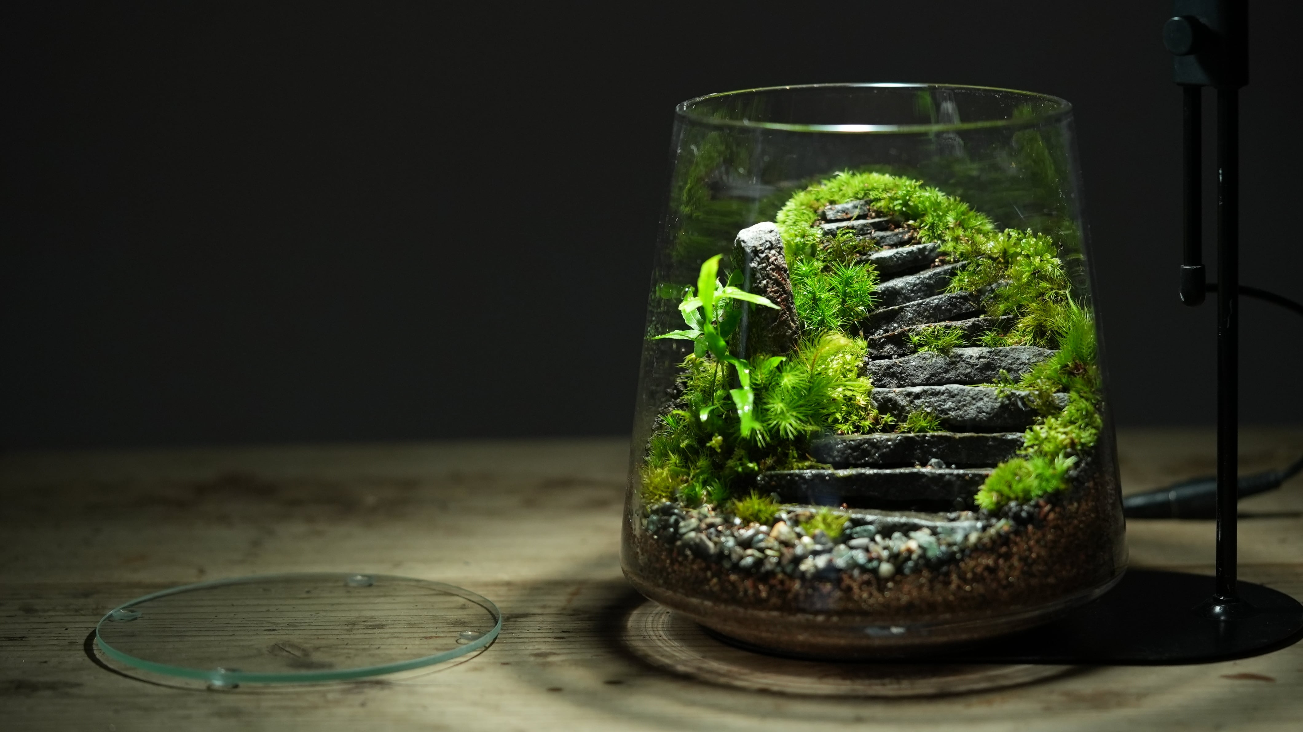 石段作りに使える板石 200g入り【レイアウト用】 | 苔テラリウム専門