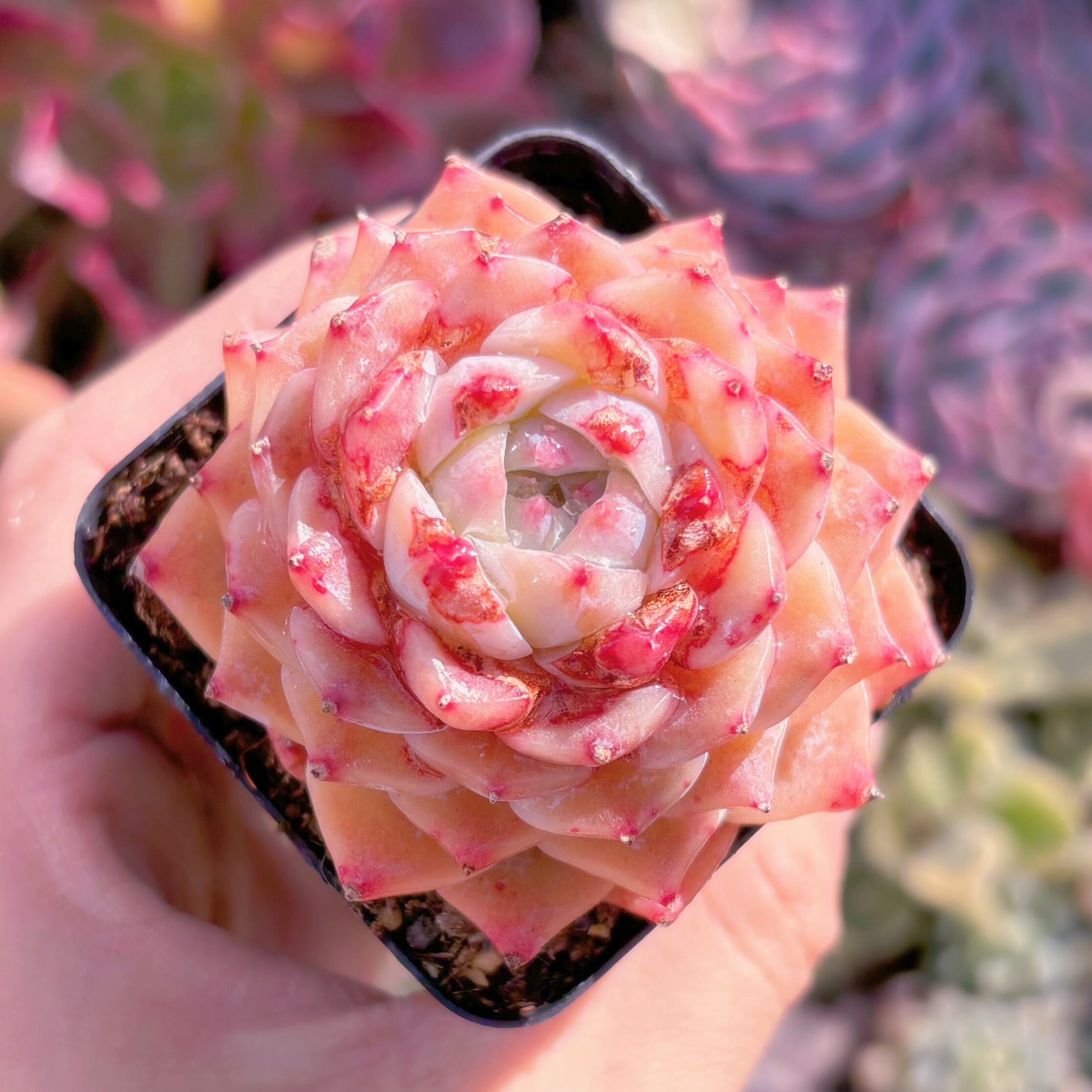 現品　Sweet heart#887  　るる農園