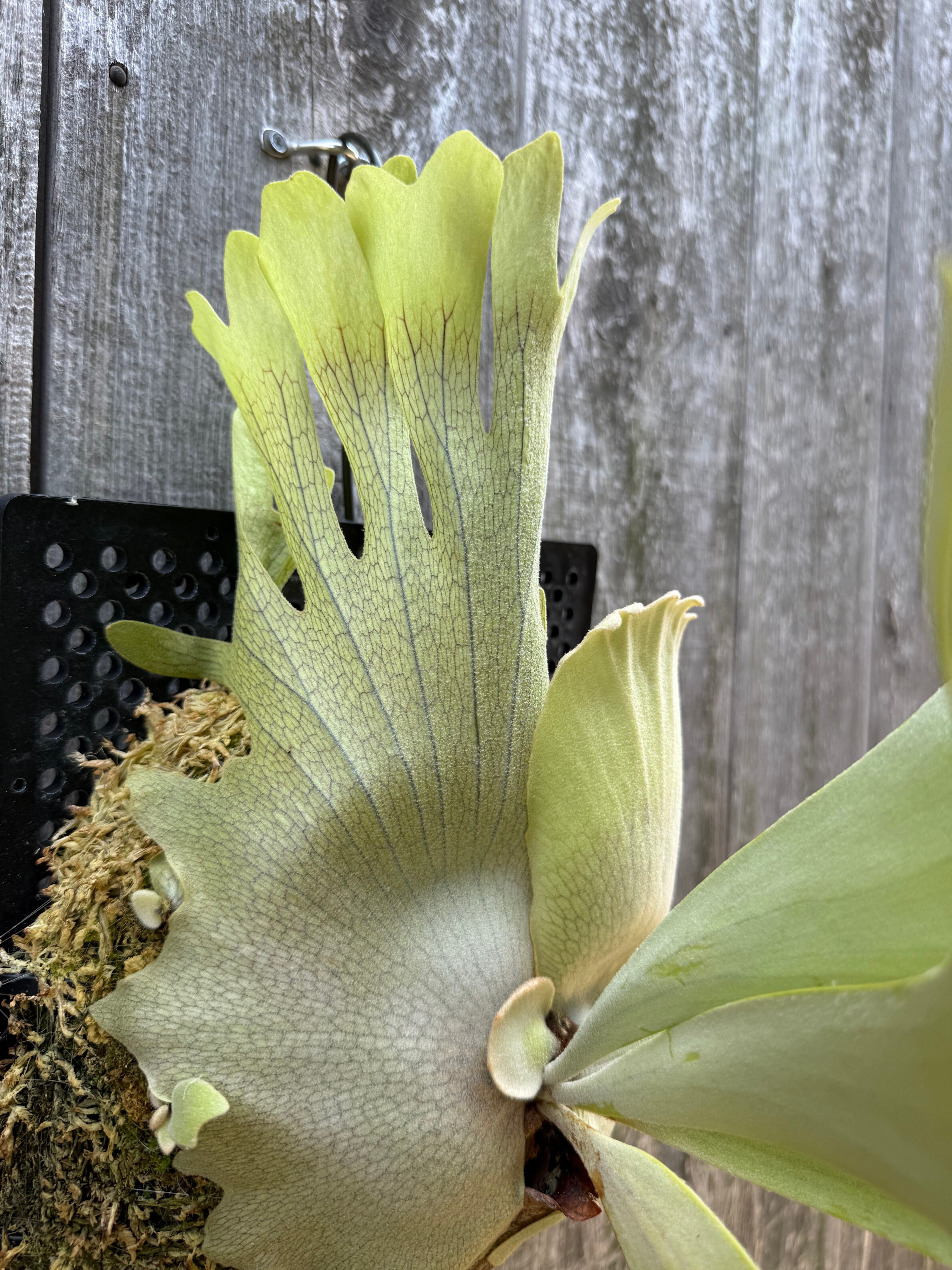 P. willinckii cv. Ryusei (pup) | naturefix