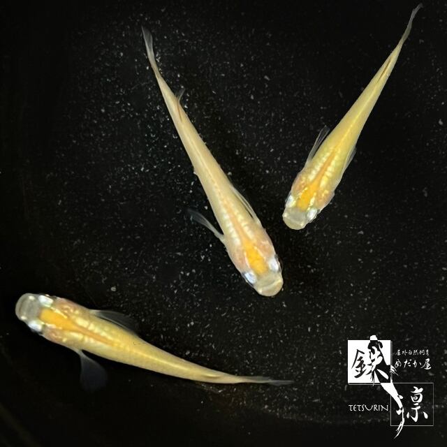 ヒメダカ 10匹 屋外自然飼育 めだか屋 鉄凛 神奈川県横浜市メダカ通販 現地販売 ヒメダカ 10匹 屋外自然飼育 めだか屋 鉄凛 神奈川県横浜市メダカ通販 現地販売