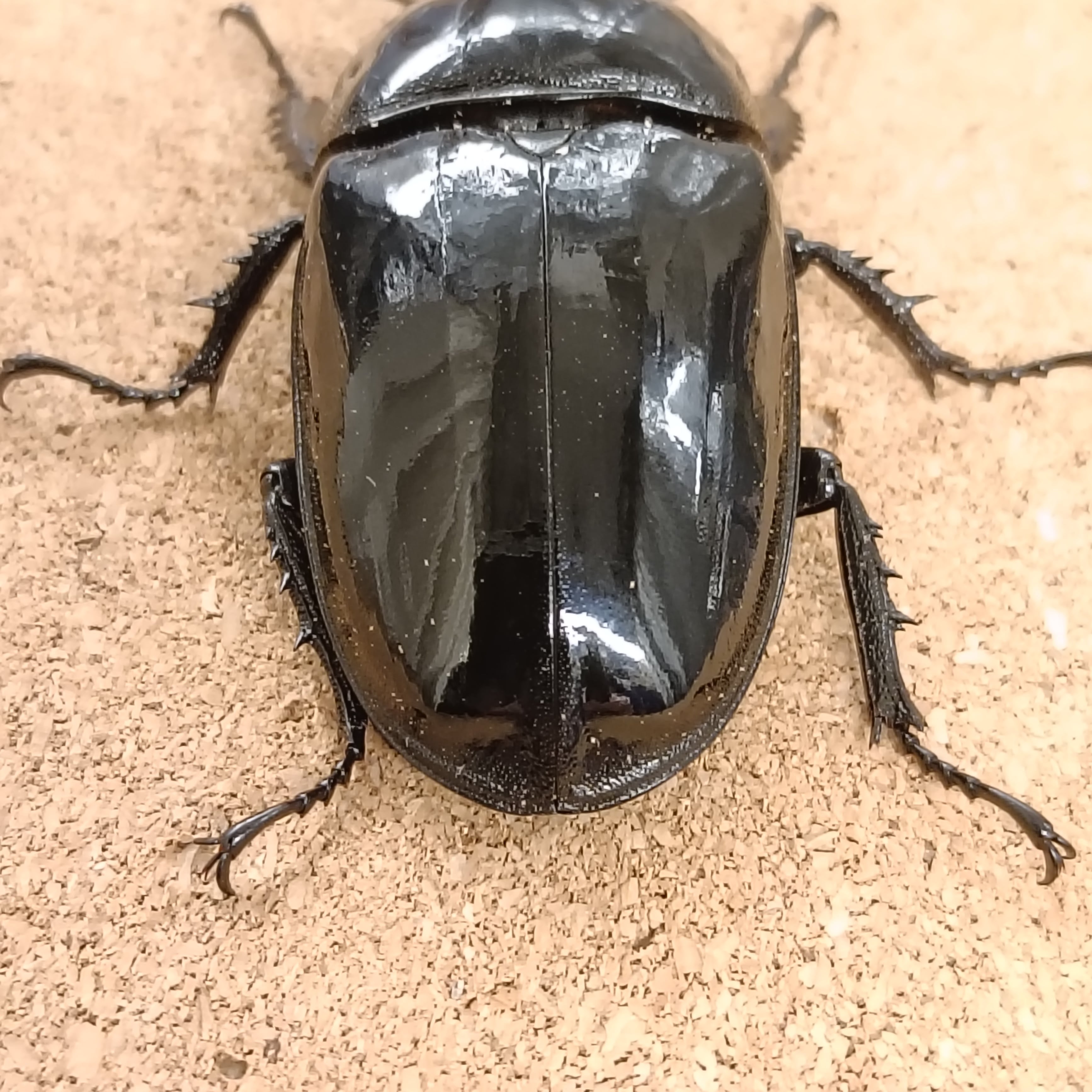 【新品未使用】 タランドゥスツヤクワガタ　いろいろ４枚 タランドゥスオオツヤクワガタ いきもの大図鑑くわがた04 - メルカリ