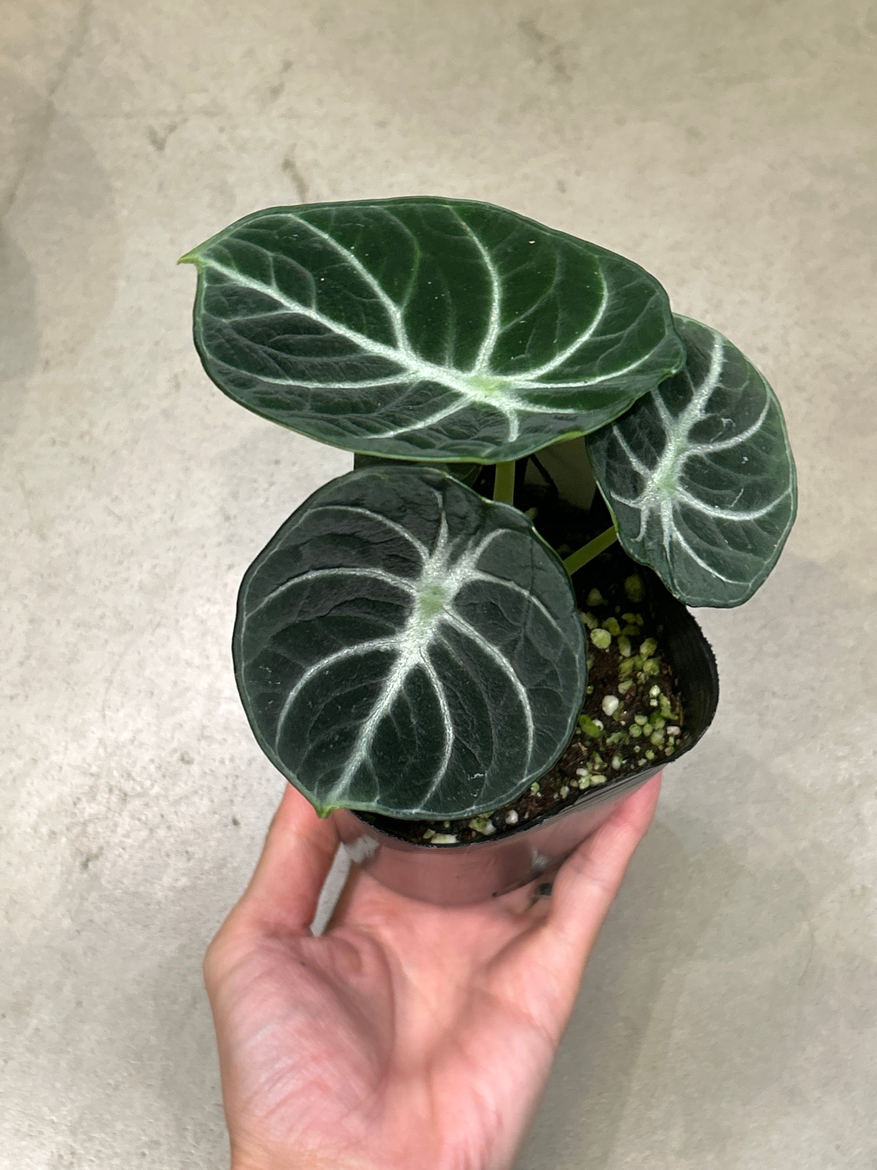 Bアンスリウム ビッタリフォリウム斑入り | MIDORIYA 観葉植物専門店