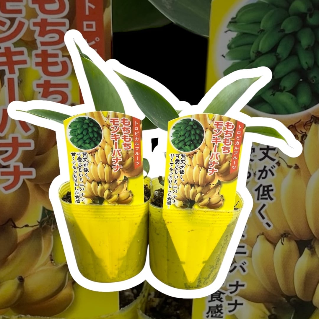 トロピカルフルーツ「もちもちモンキーバナナ苗2本セット」 | wakabaseed
