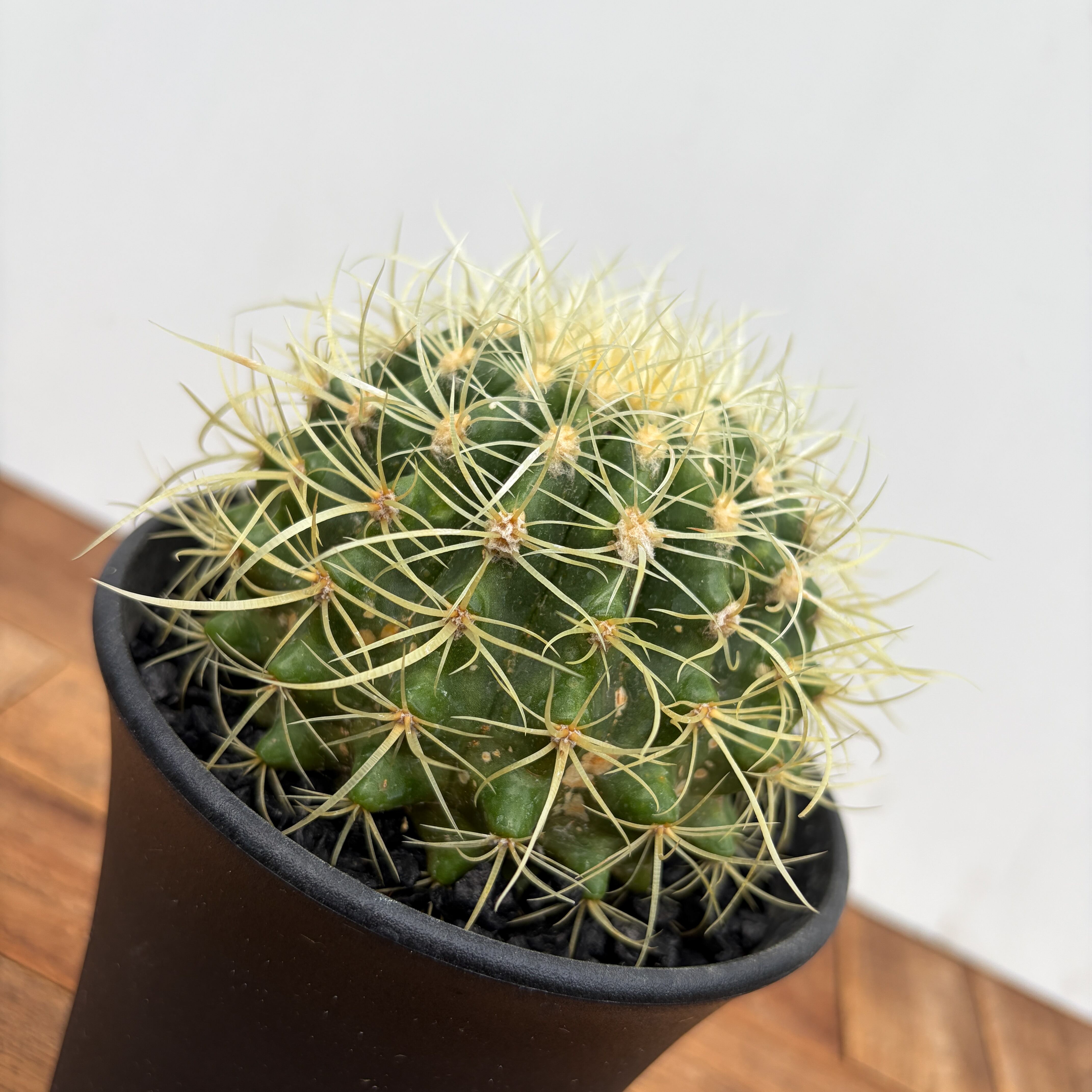 Echinocactus grusonii 【エキノカクタス・パーマネント金鯱