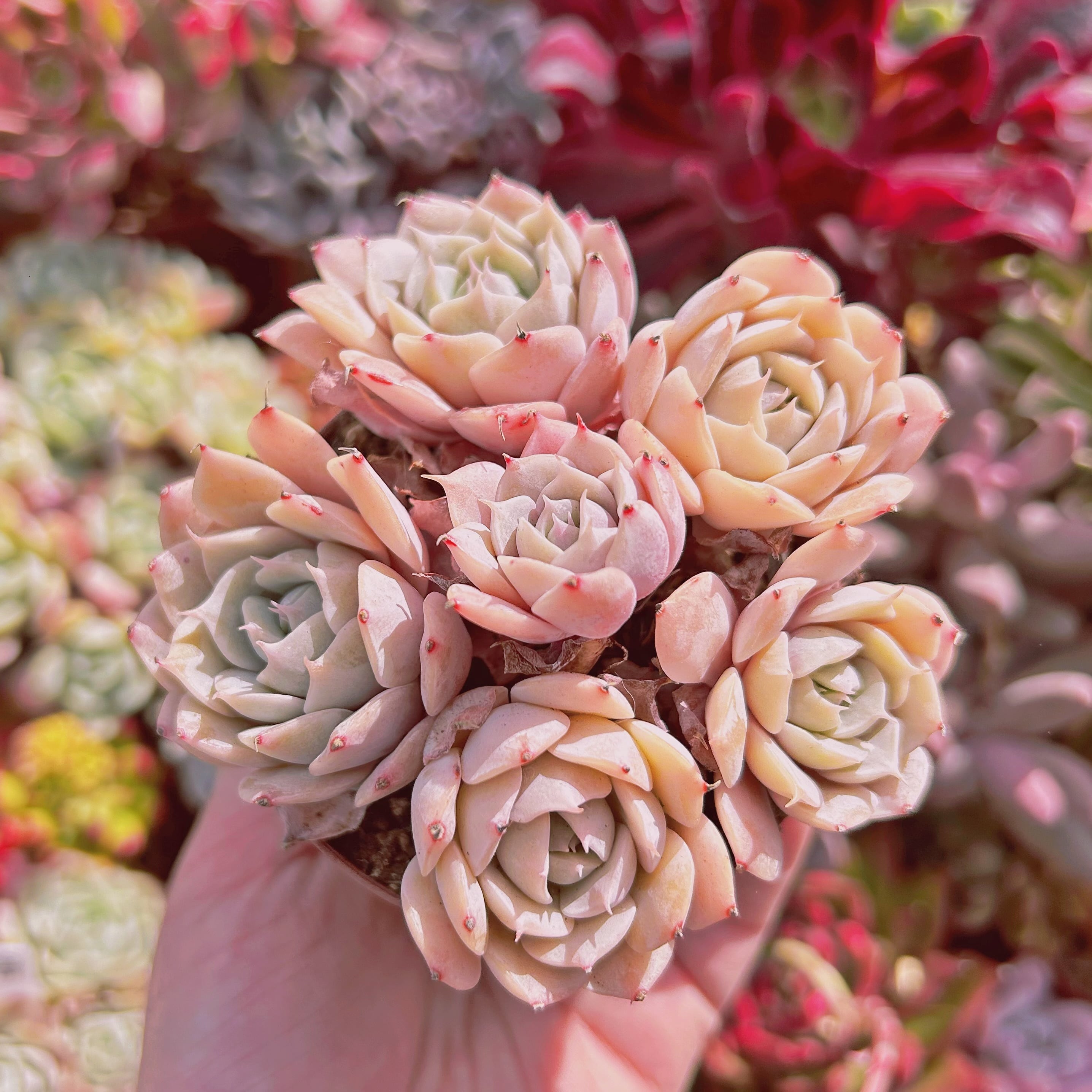 #748現物　多肉植物　ブラッドブリアナxスノーフィールド