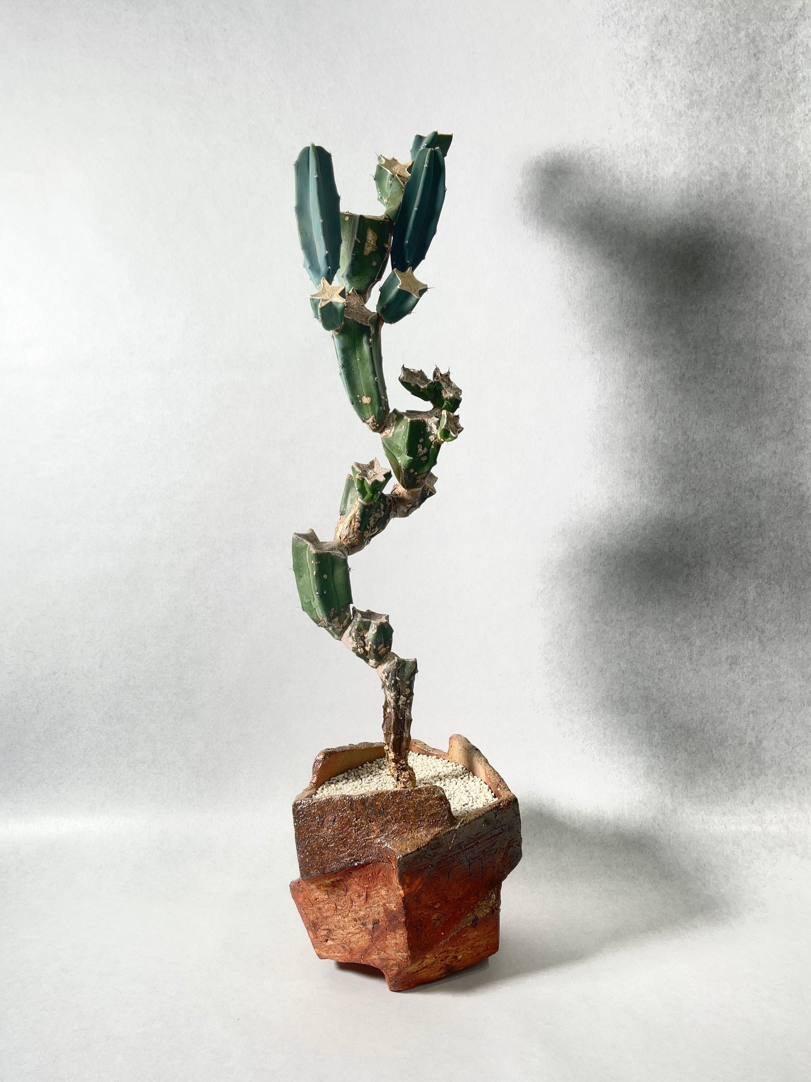 ミルチロカクタス・竜神木古木 | trigger