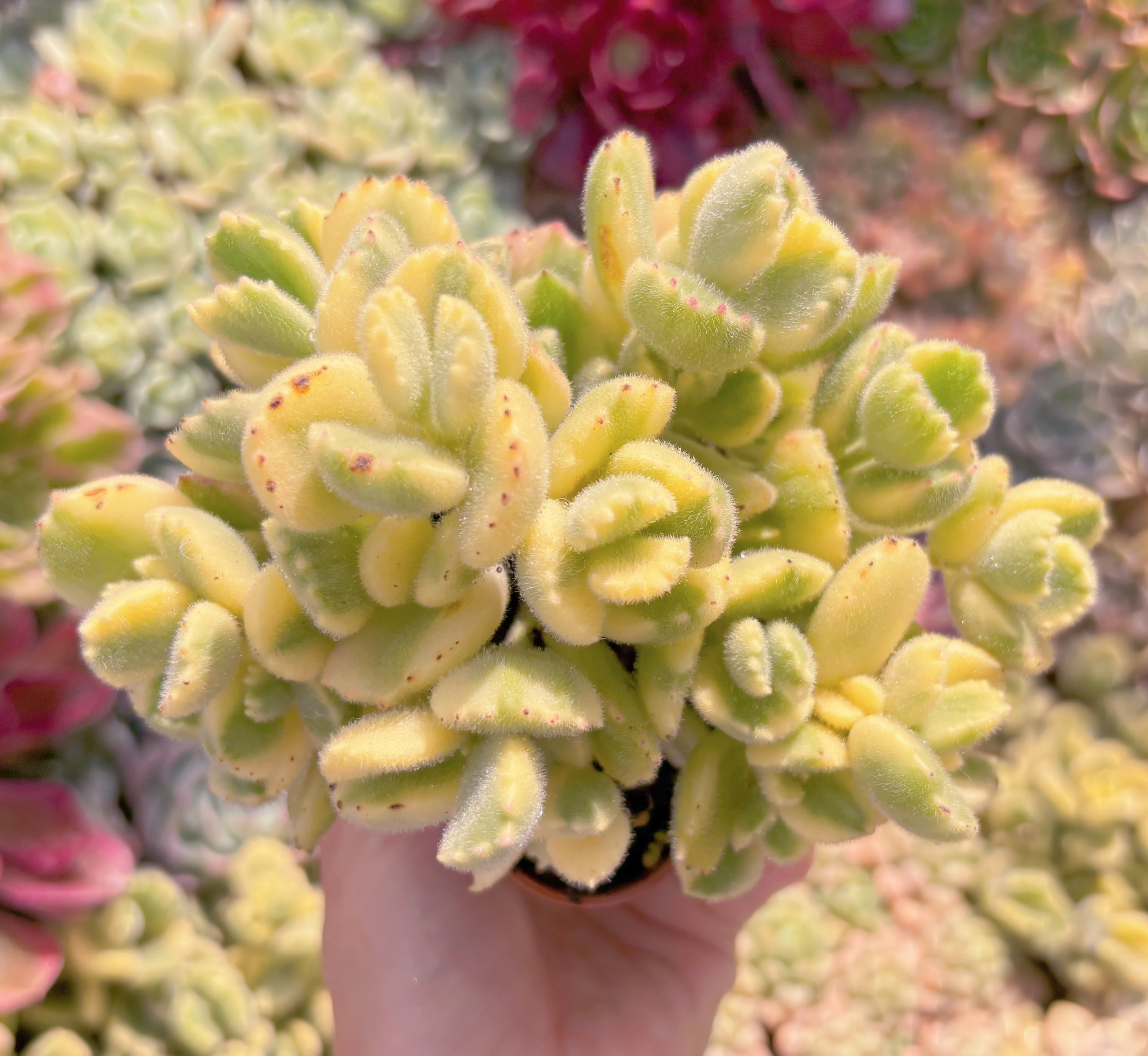 現品　白熊#B17　るる農園