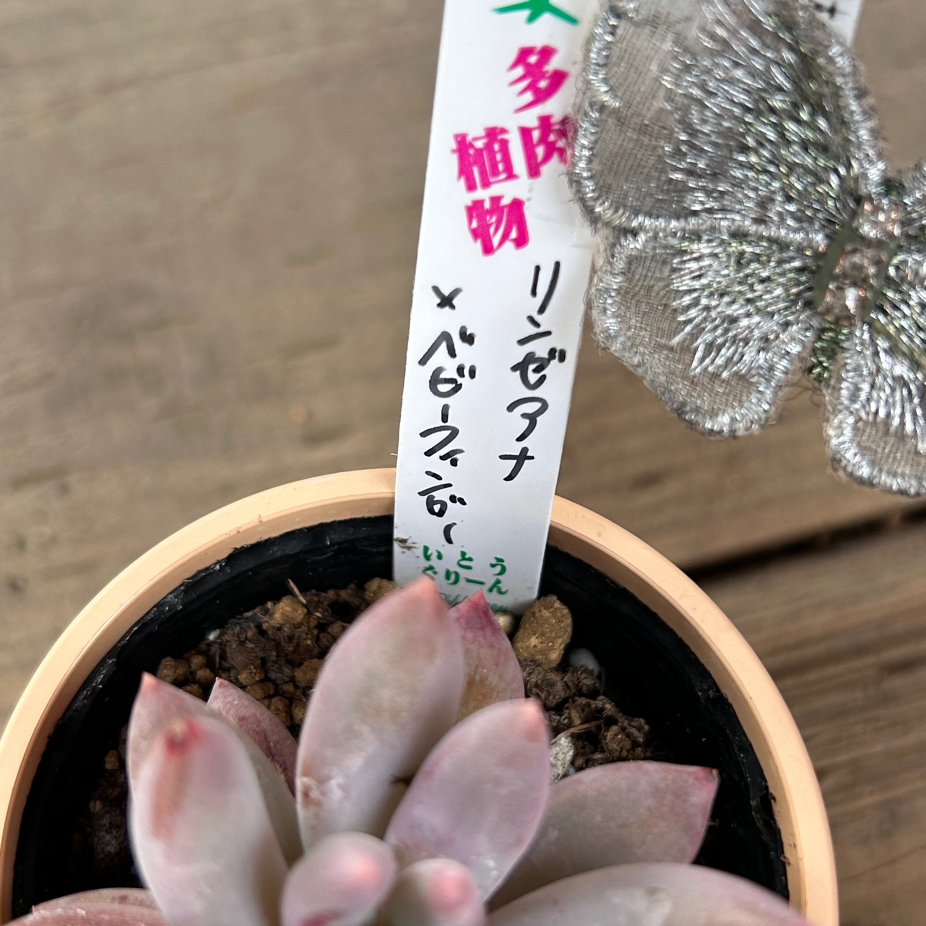 リンゼアナ×ベビーフィンガー | RuPo 多肉植物専門店