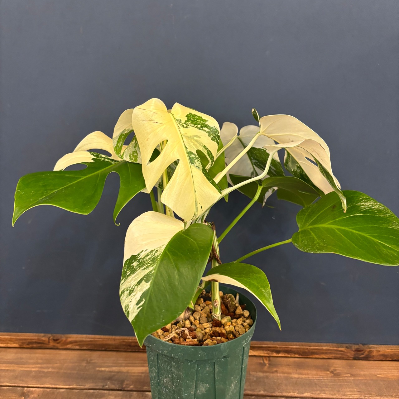 モンステラ ホワイトタイガー (ボルシギアナ) 2株植え【72】