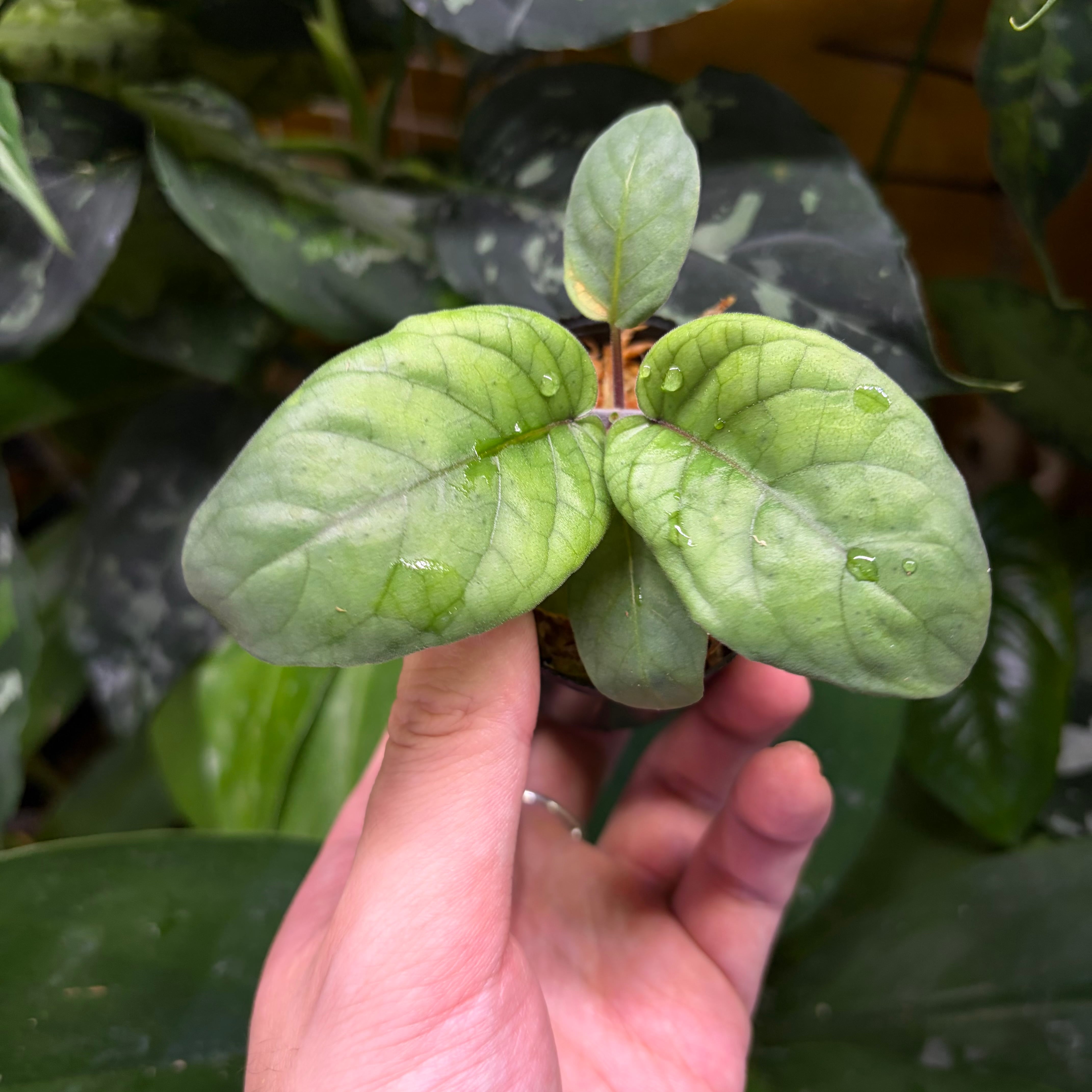 Homalomena sp. 花緑青 Tapanuli Selatan 【ZOE1025-4p】 銀葉細葉個体