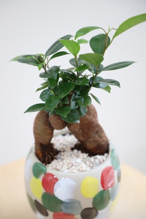 【S】ガジュマル/Ficus microcarpa