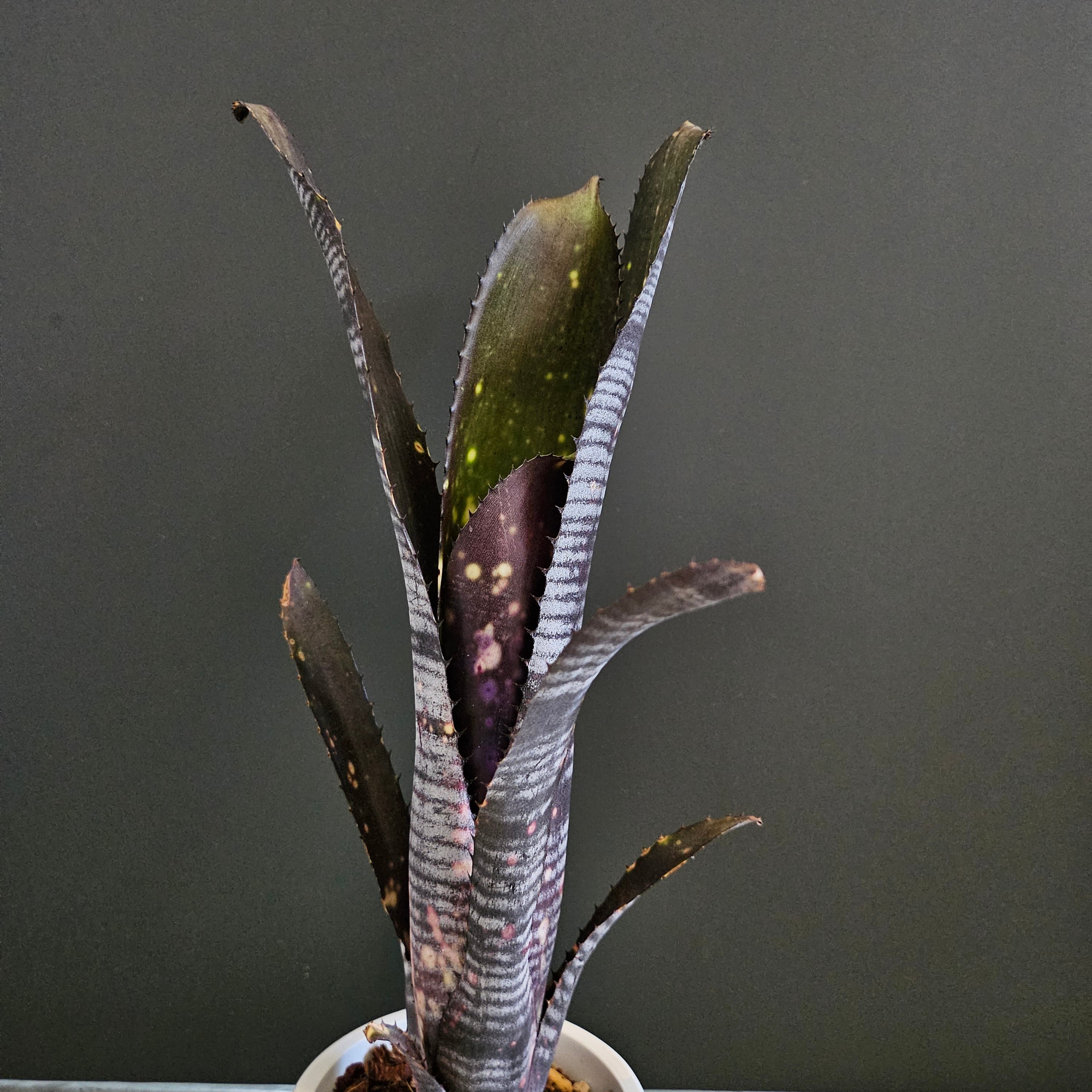 ビルベルギア ライムストーン 子株付き 【公式通販】