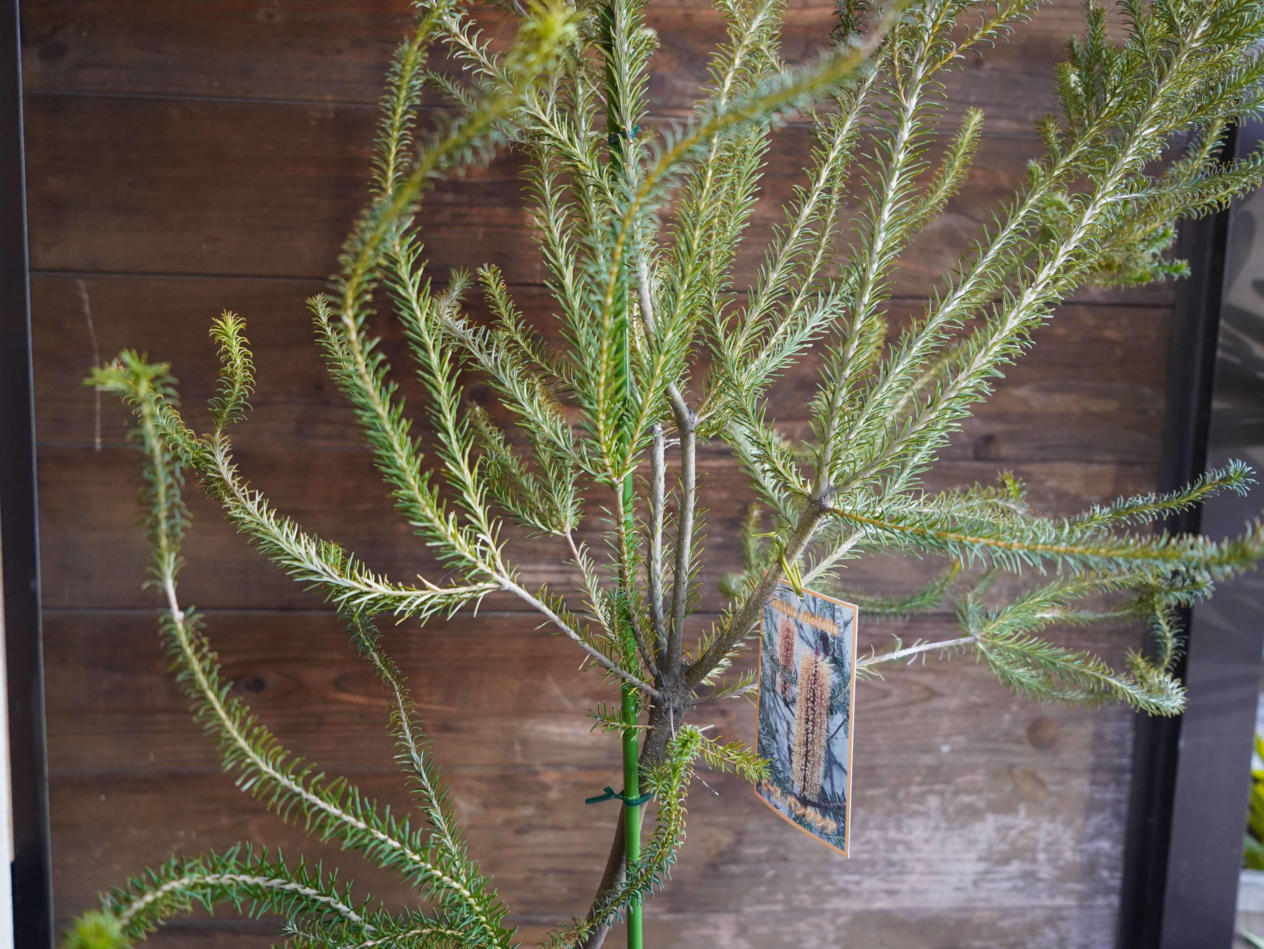 【現物】バンクシア　”エリシフォリア” (ヒースバンクシア)　A