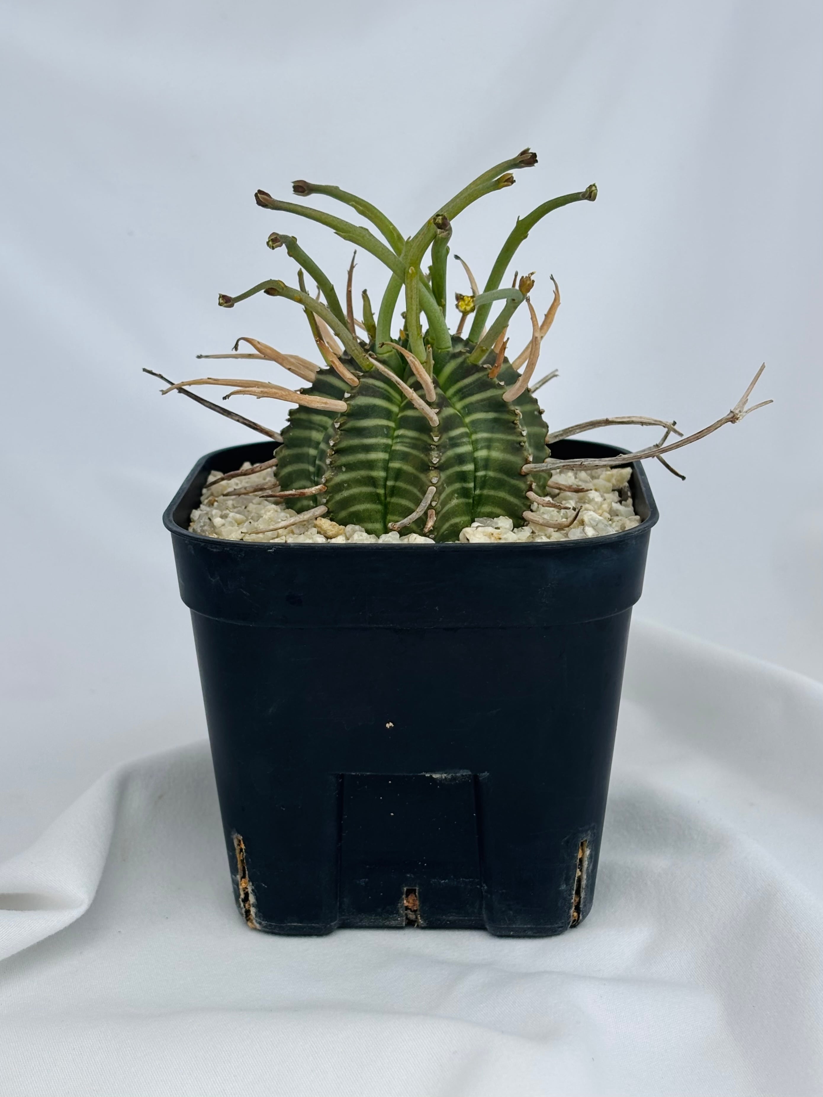 Euphorbia valida ユーフォルビア スーパーバリダ 多肉植物 | plants