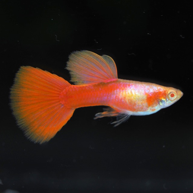 【現物】RREAプラチナレッドテールスワロー　1カルテット