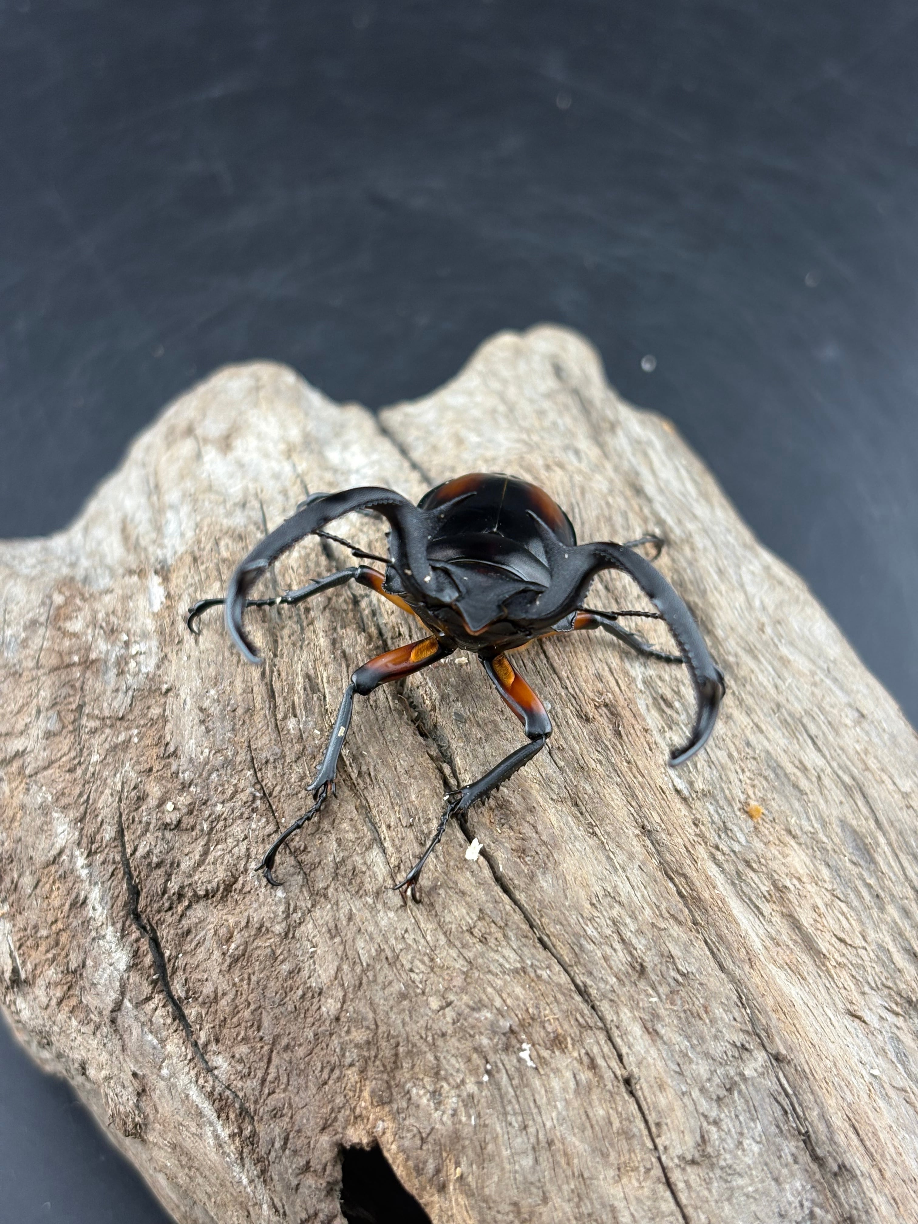 クワガタ WDグランディスオオクワガタ ♂65mm♀42mm : クワガタカブトムシ