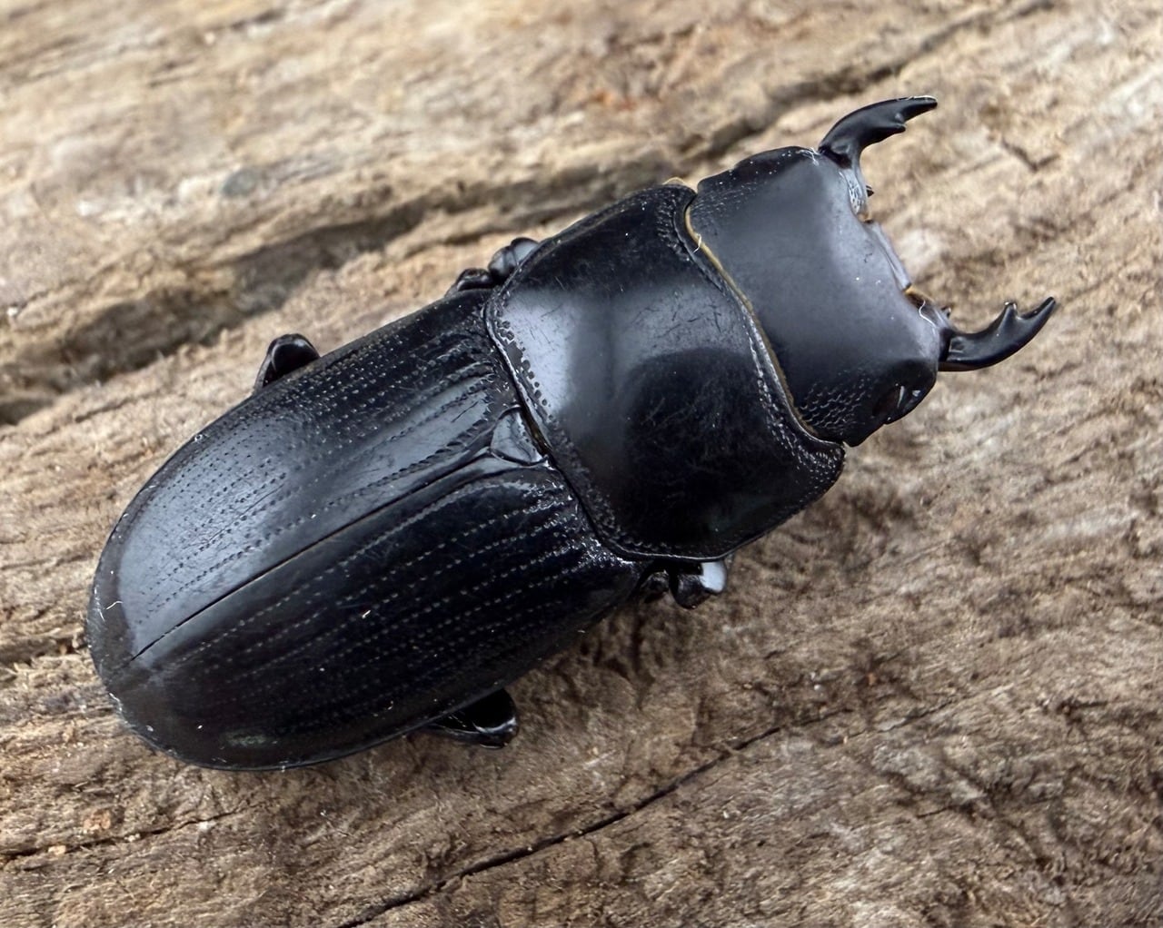 四川カツラ確定】2026 New Year HAPPY BOX（お得箱） 59,999 | KPW公式