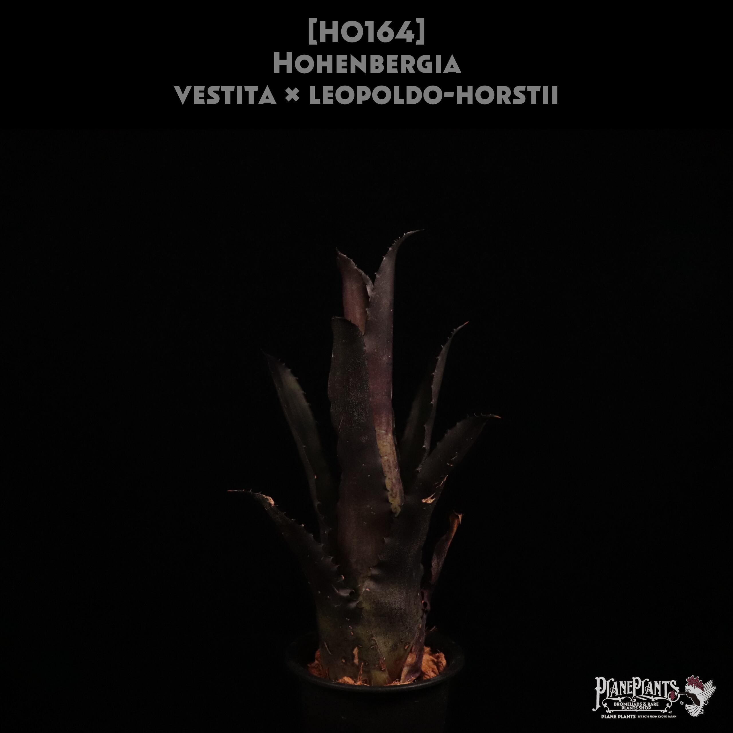 【reserved】Hohenbergia vestita × leopoldo-horstii〔ホヘンベルギア〕現品発送H0164