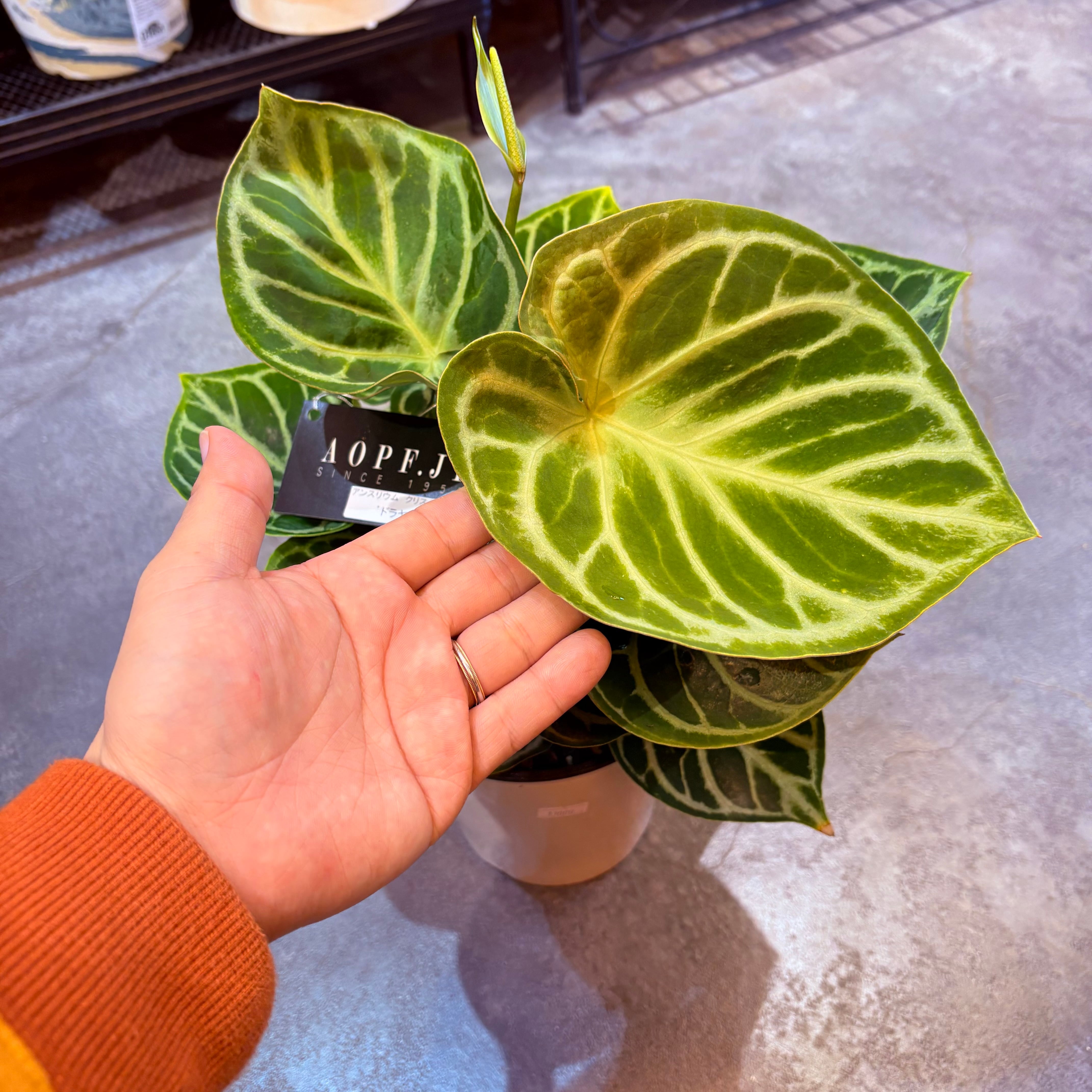 アンスリウム クリスタリナム ドラヤキ 5号【荒木植物園さん】 | Green