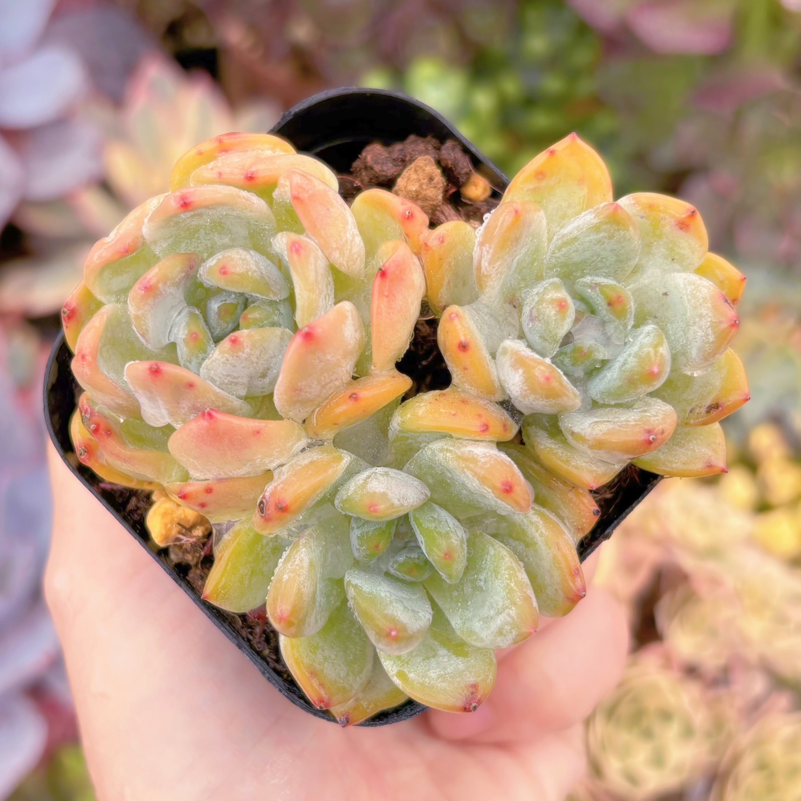 現品　ラウイx冷香#D08　群生　るる農園