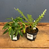 【抽選販売】【限定価格】伊藤蟻植物園2種セットB（限定2）