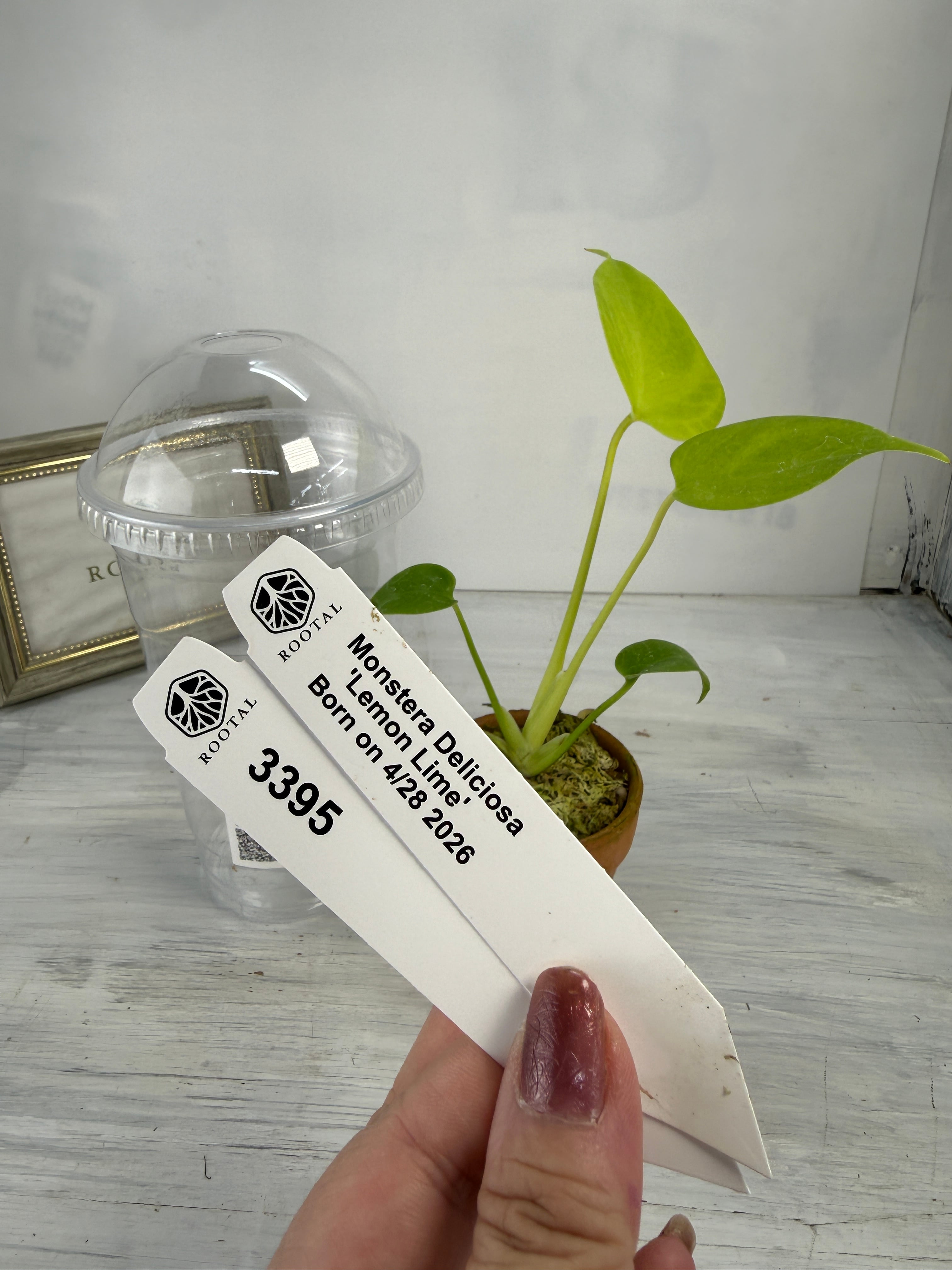 TC Baby苗 | ROOTALPLANTS