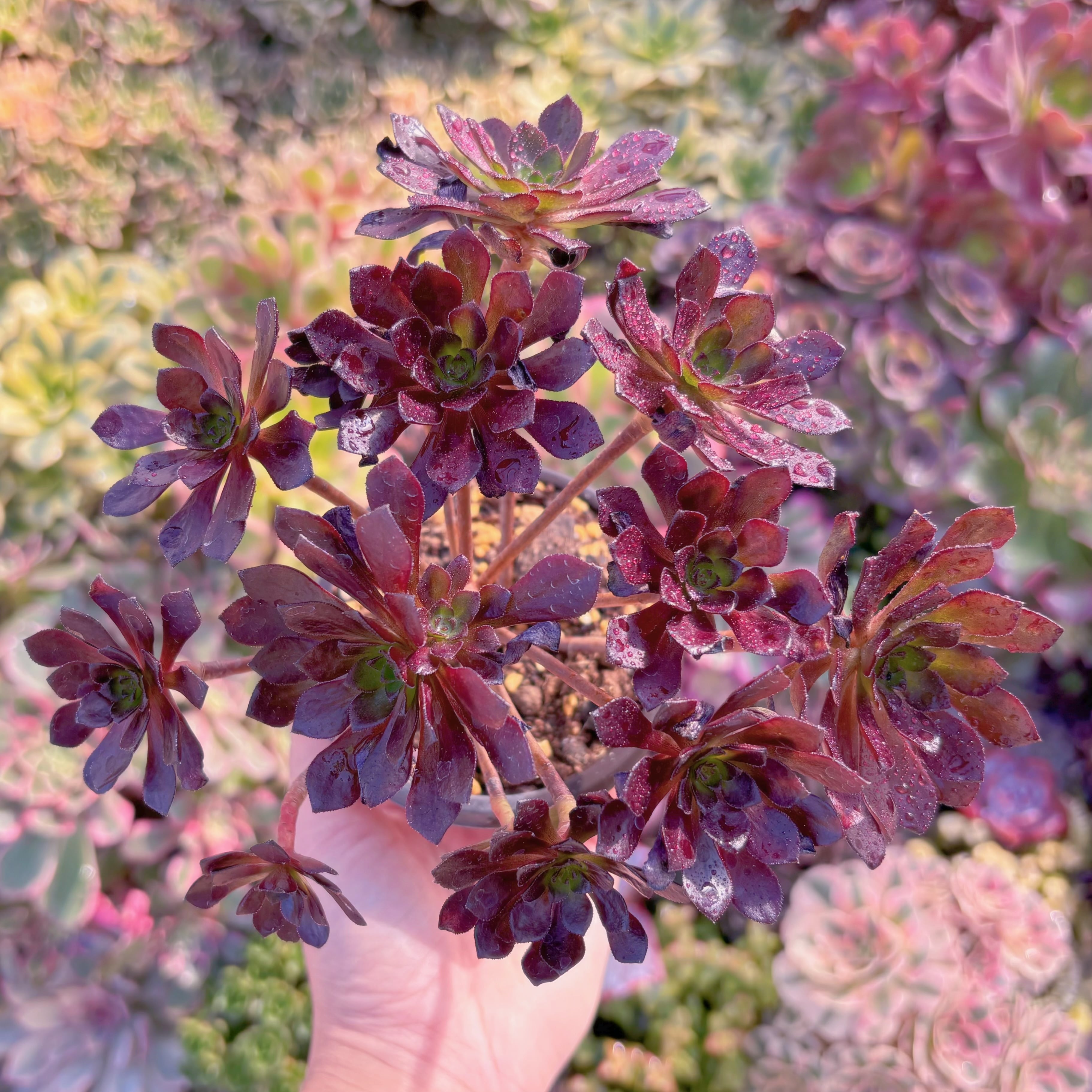 現品　紅日法師#1160　群生　直径約15cm　新入荷　るる農園