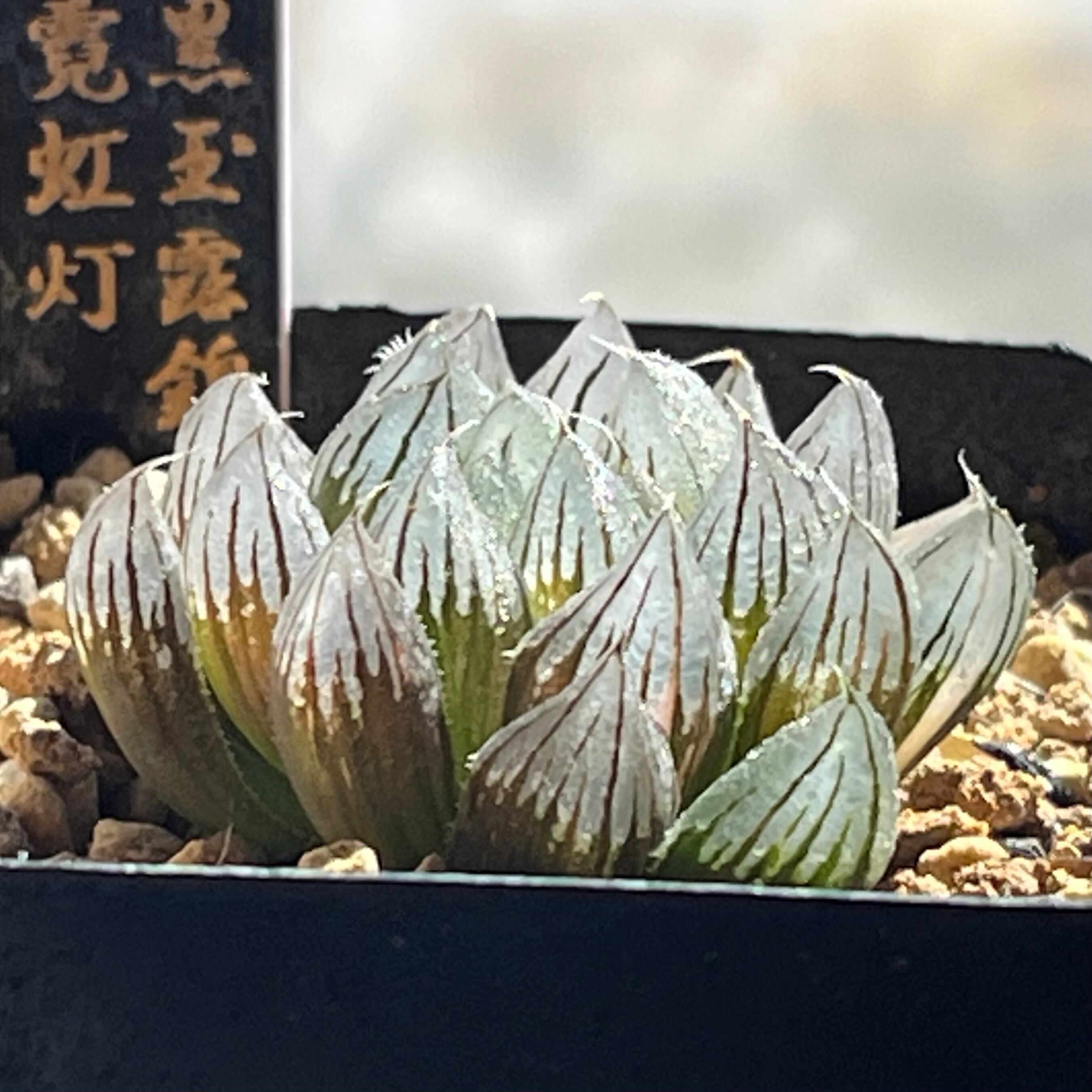 ハオルチア 黒玉露錦 霓虹灯 | mocono_plants