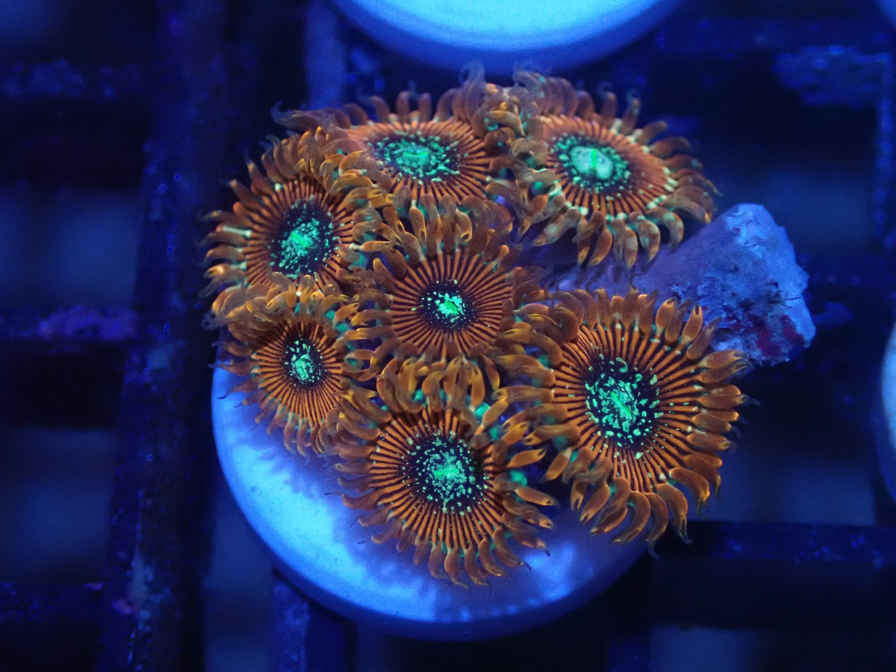 Zoanthus Majician FromMakassar 7