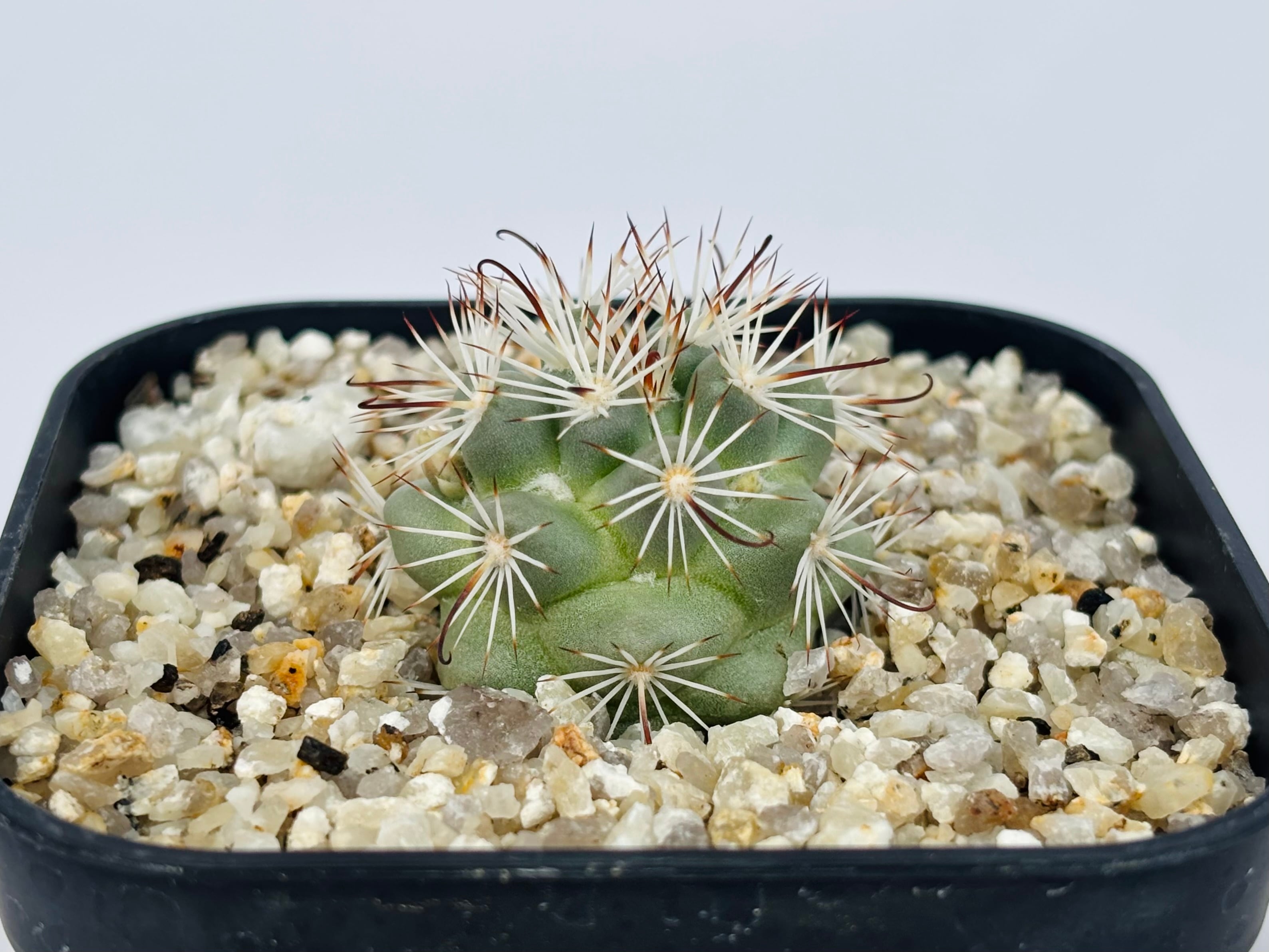 Mammillaria Schumannii マミラリア 蓬莱宮 サボテン