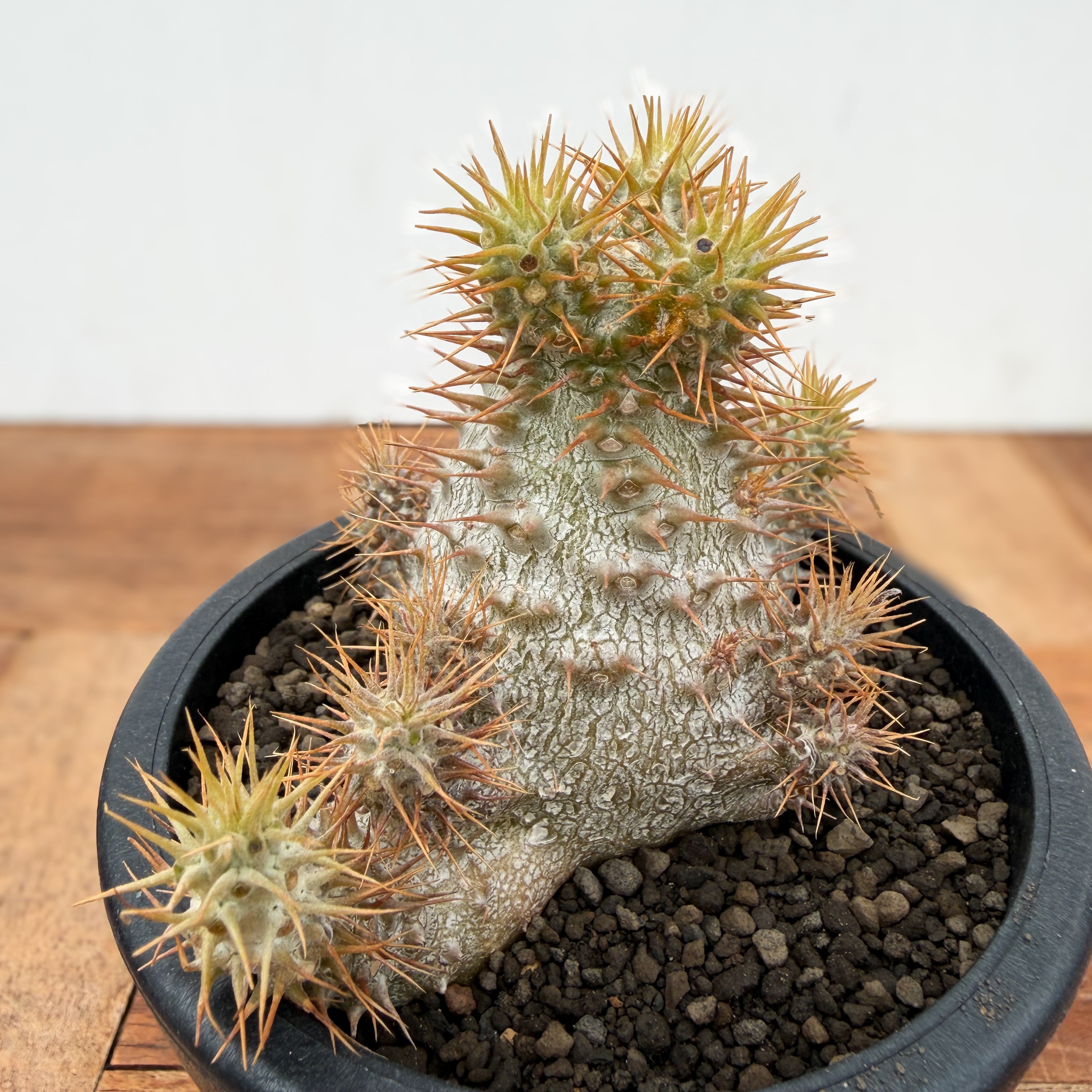 Pachypodium Gracilius【パキポディウム・グラキリス・実生】 | RIMO'S