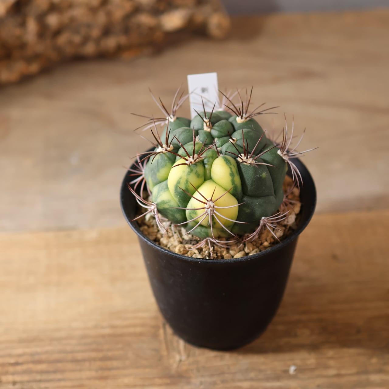 526『新天地』サボテン 観葉植物【送料無料】 | MARX PLANTS | 観葉