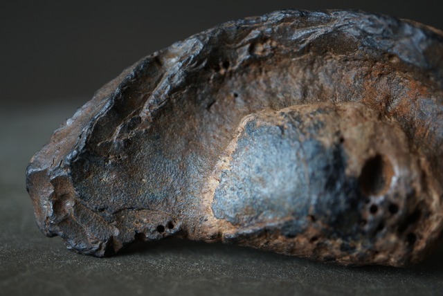 古代クジラ耳骨　Whale Otolith　1479